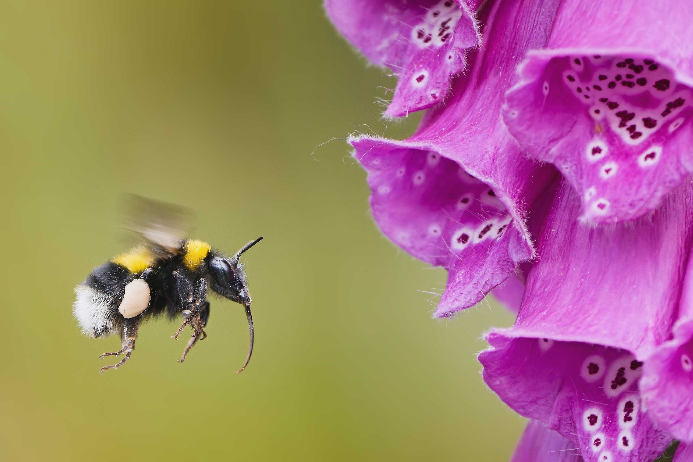 Pozor - přilétám - Foto Jana Ježková 0525