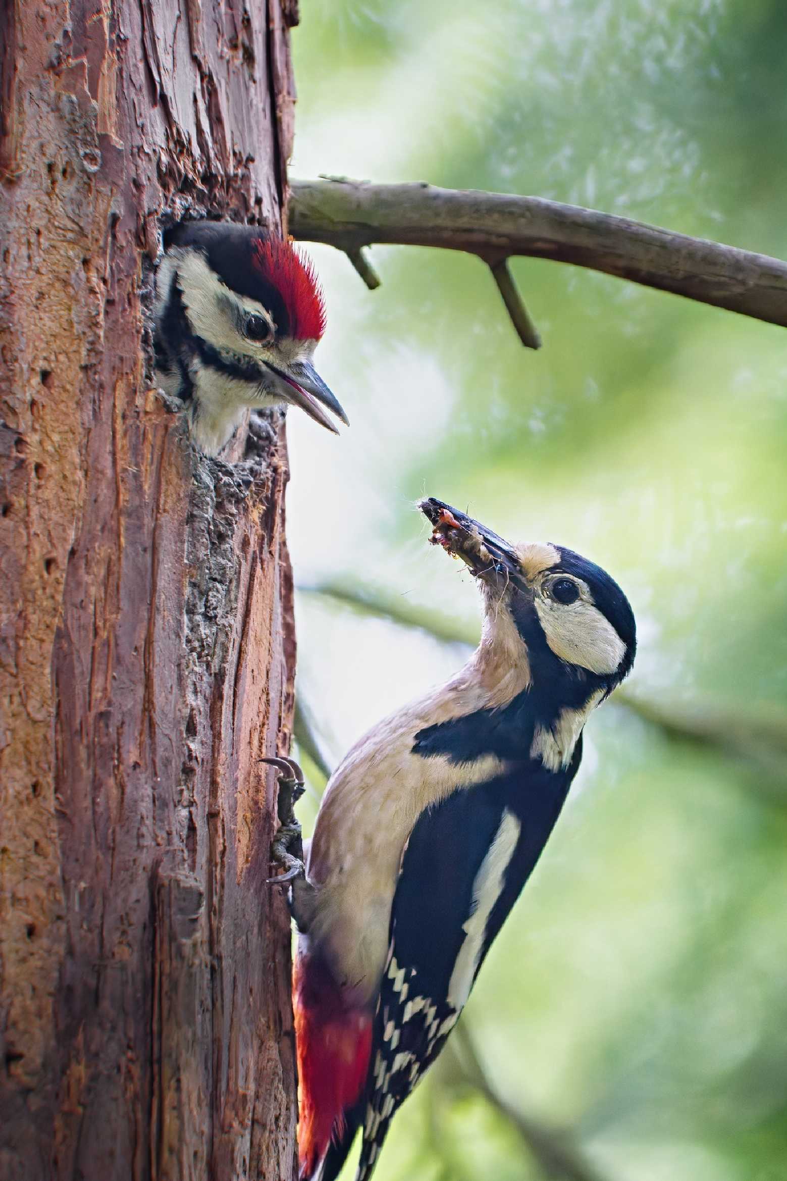 U strakapoudů - Foto Jana Ježková 0525