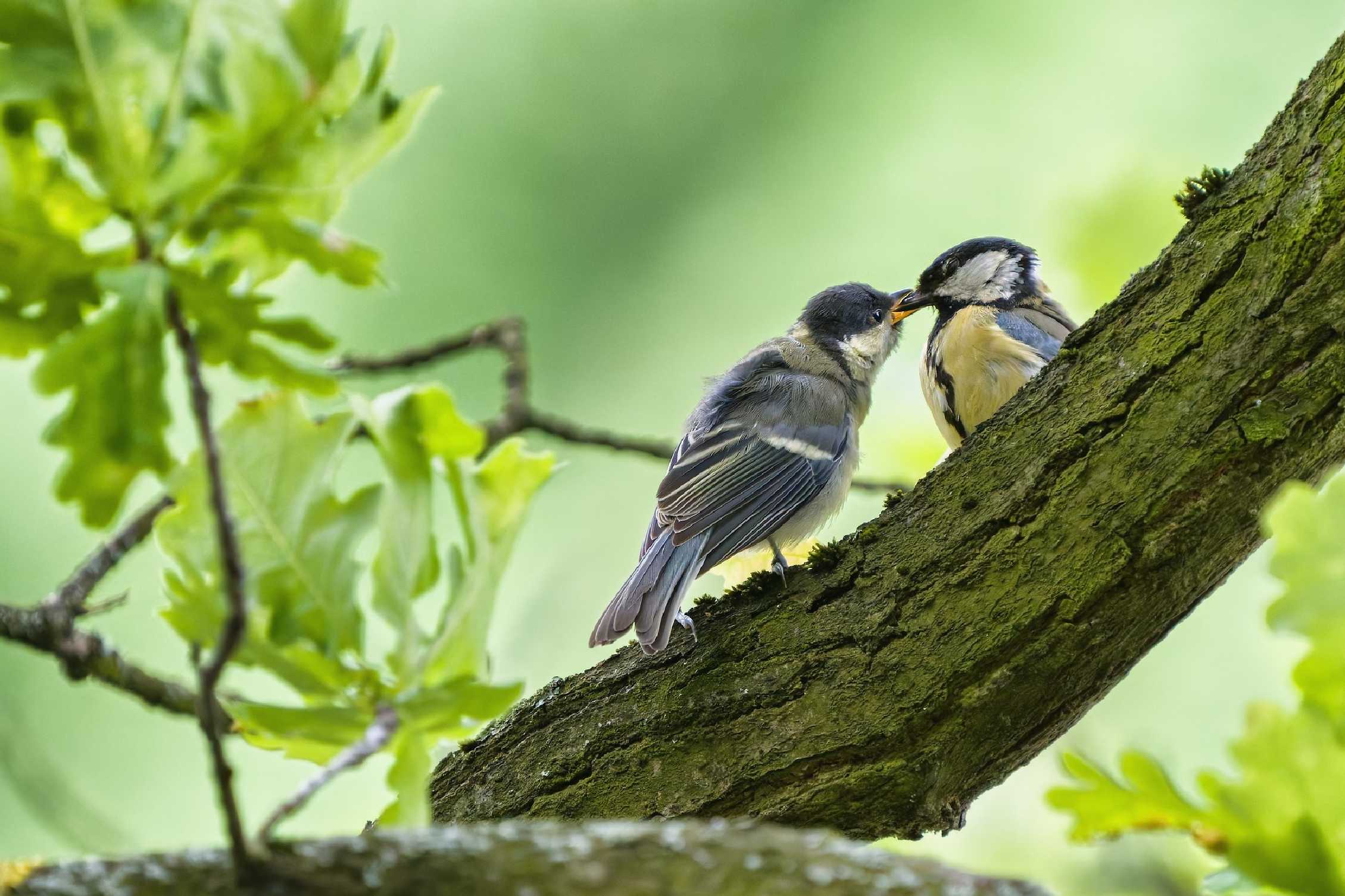 U sýkorek - Foto Jana Ježková 0525