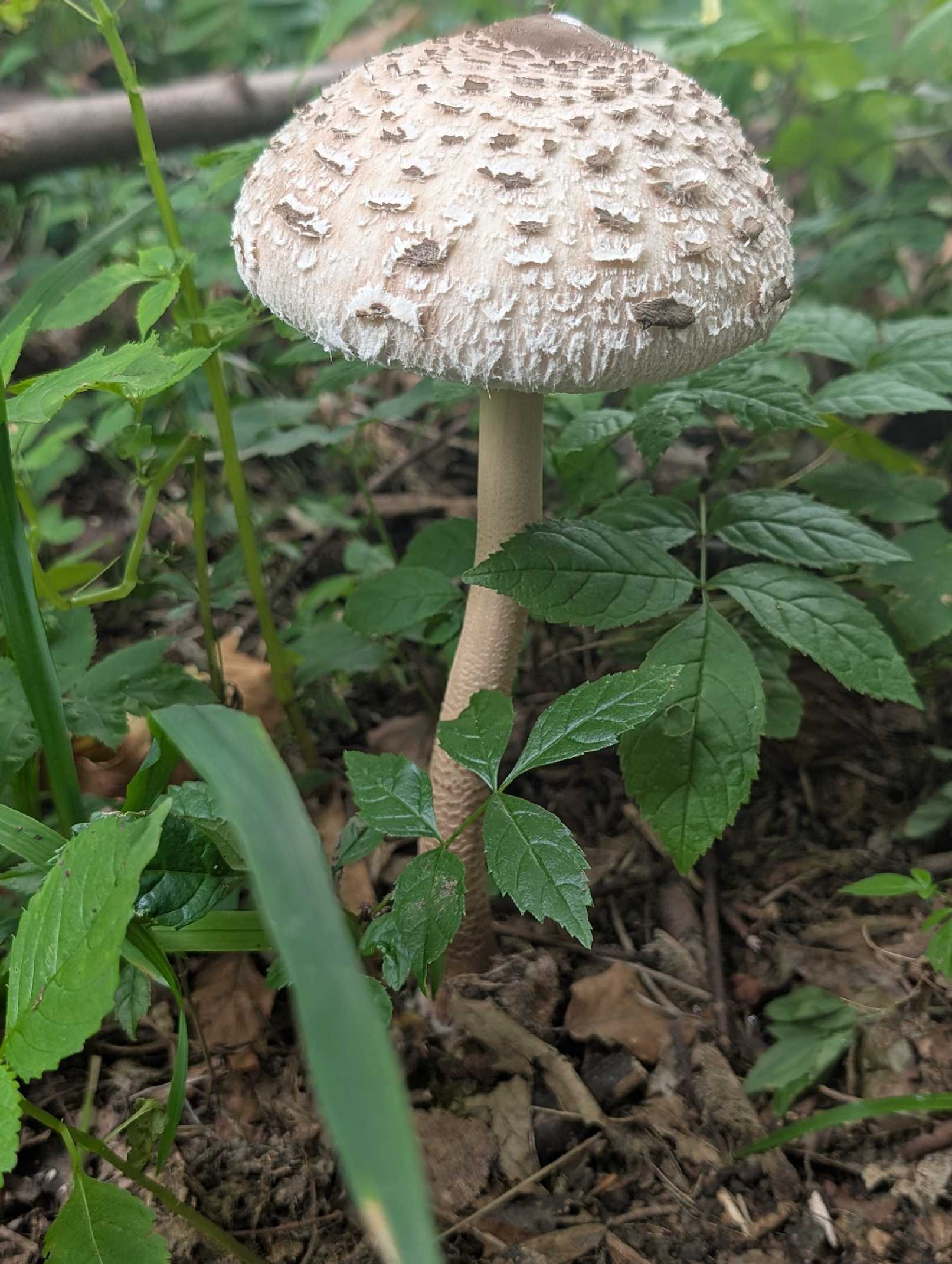 Bedla - Foto Petr Germanič 0825 (1)