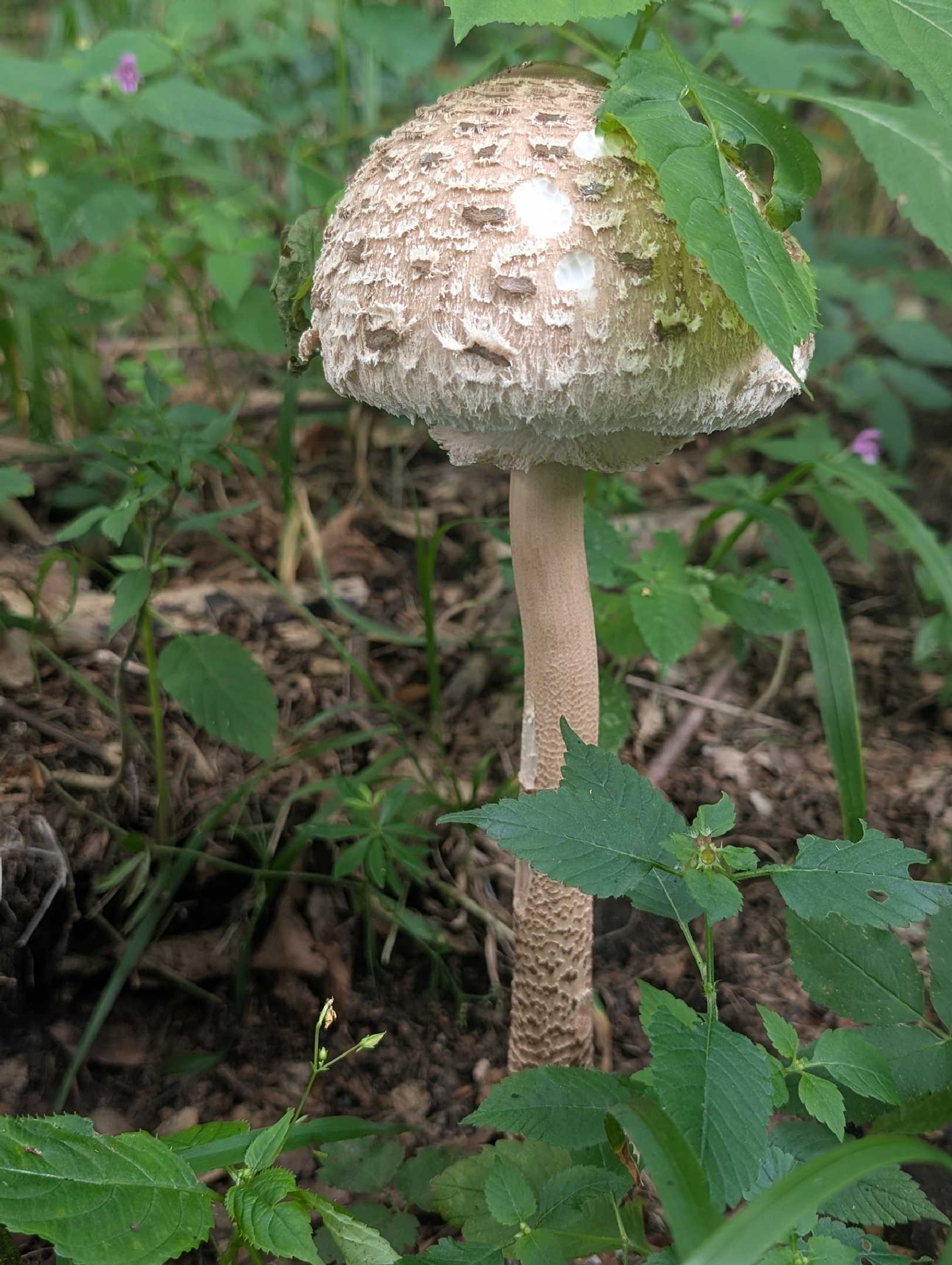 Bedla - Foto Petr Germanič 0825 (2)