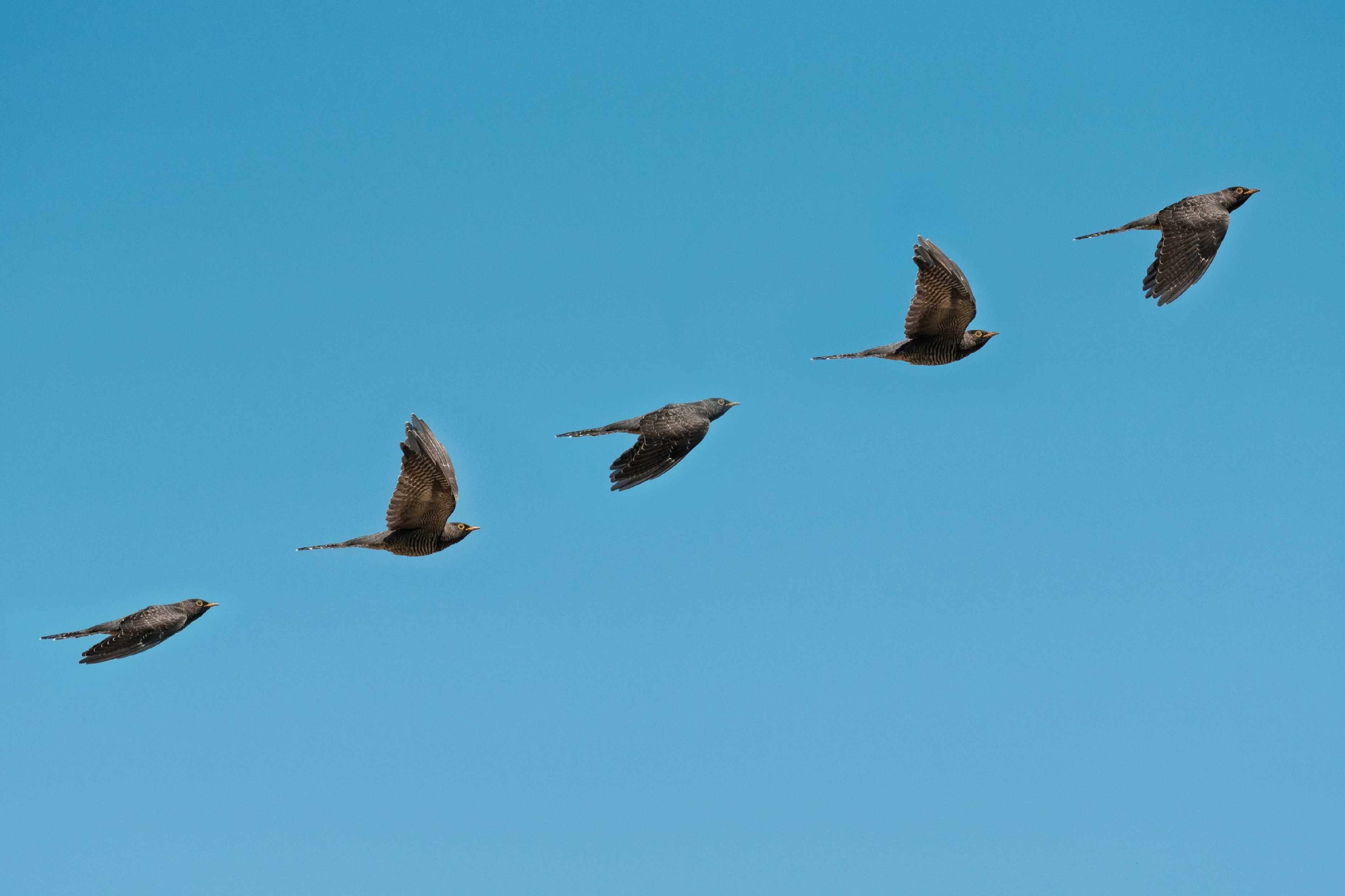 Letíme - Foto Petr Germanič 0825