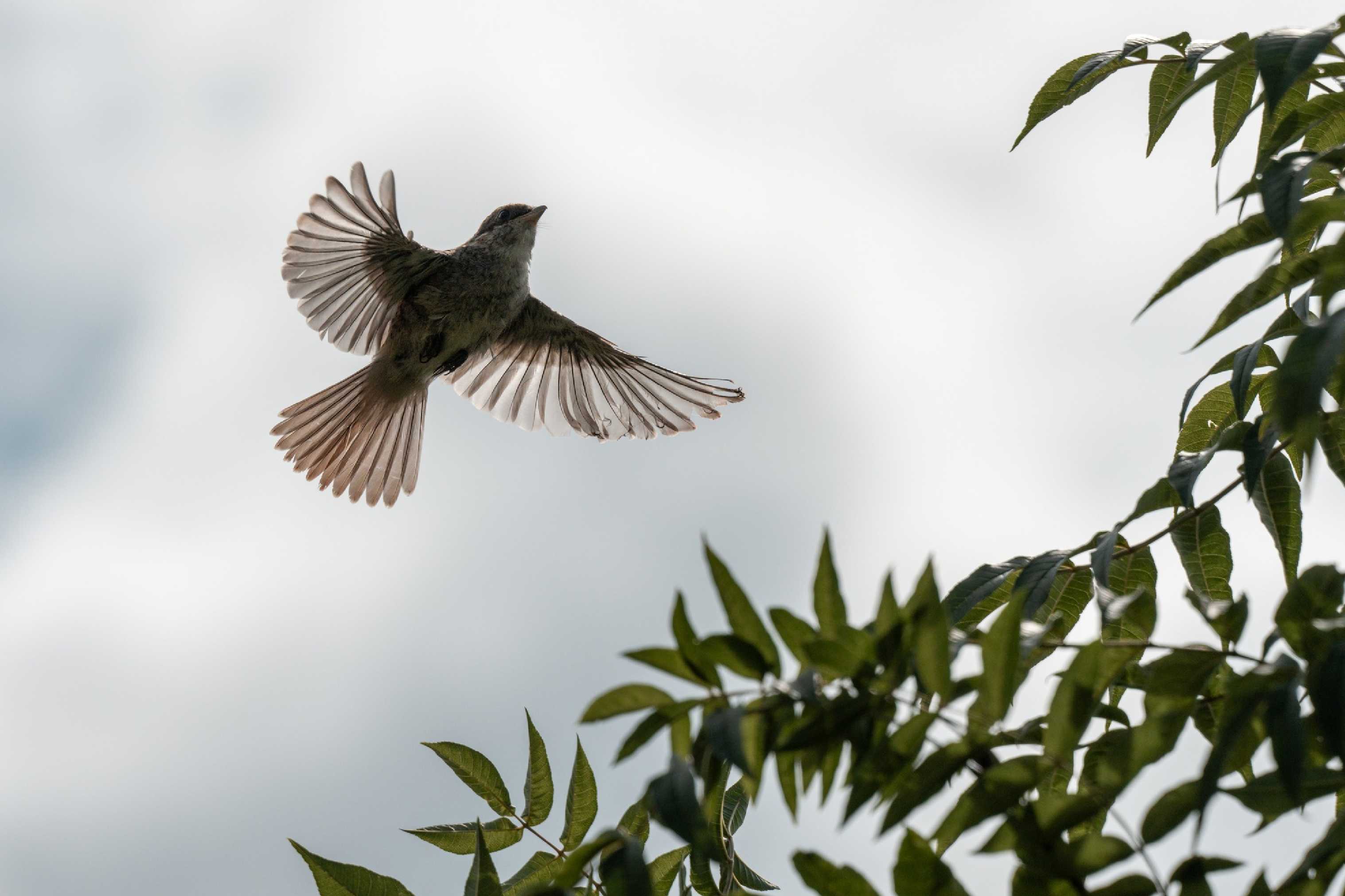 V letu - Foto Petr Germanič 0825