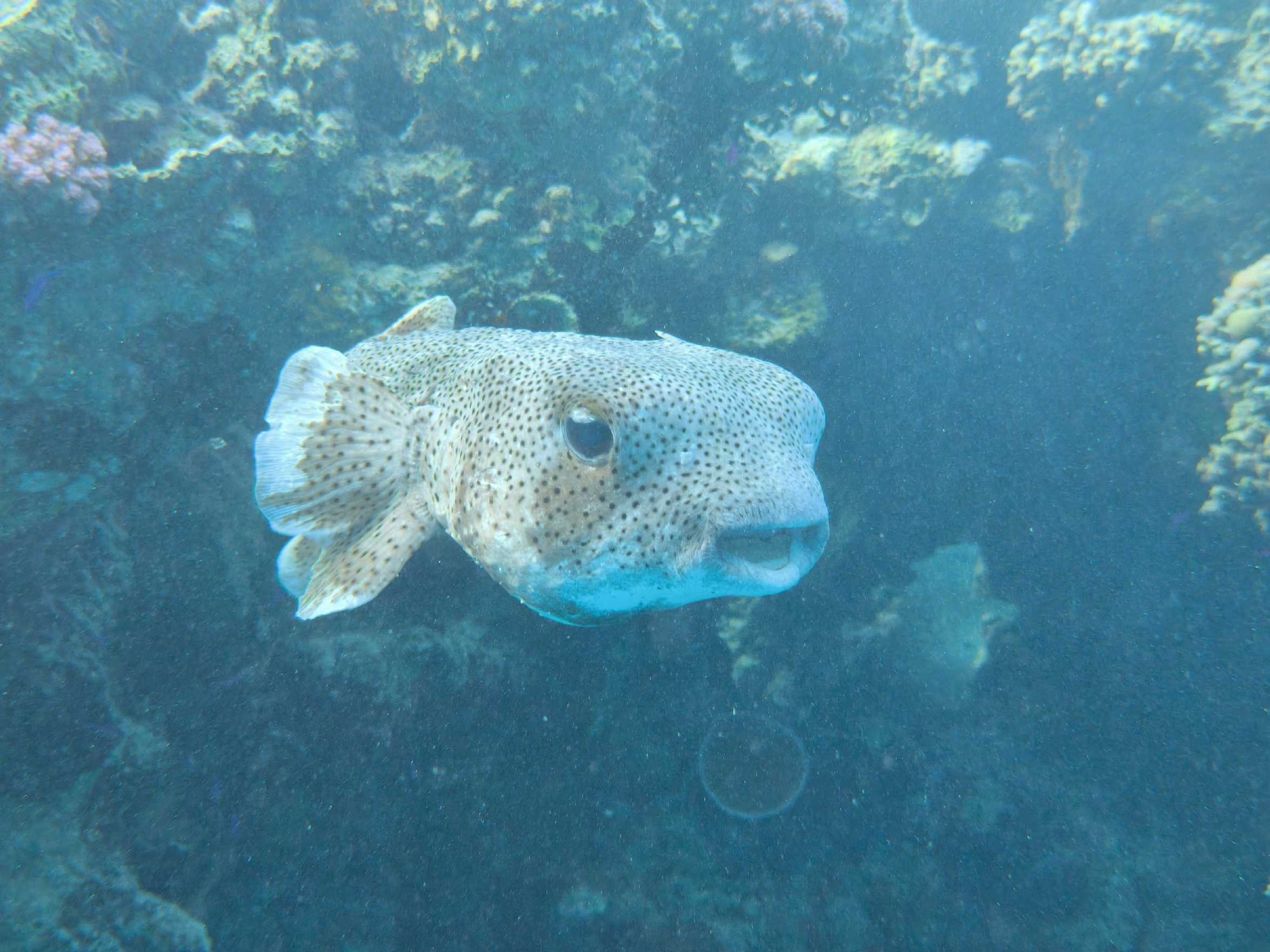 Potápění v Port Ghalib - Foto Tomáš Kunze 1125  (1)