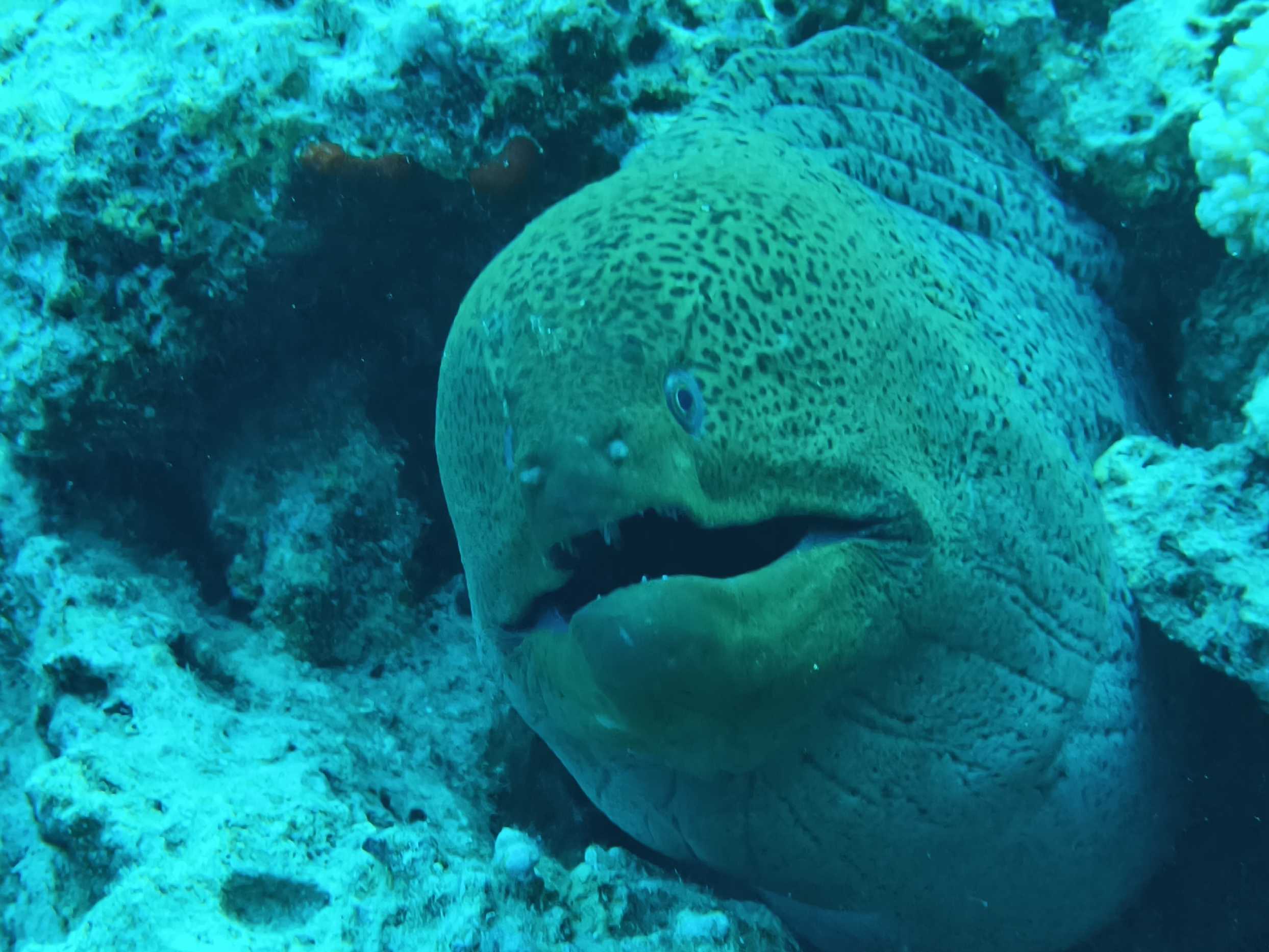 Potápění v Port Ghalib - Foto Tomáš Kunze 1125  (2)