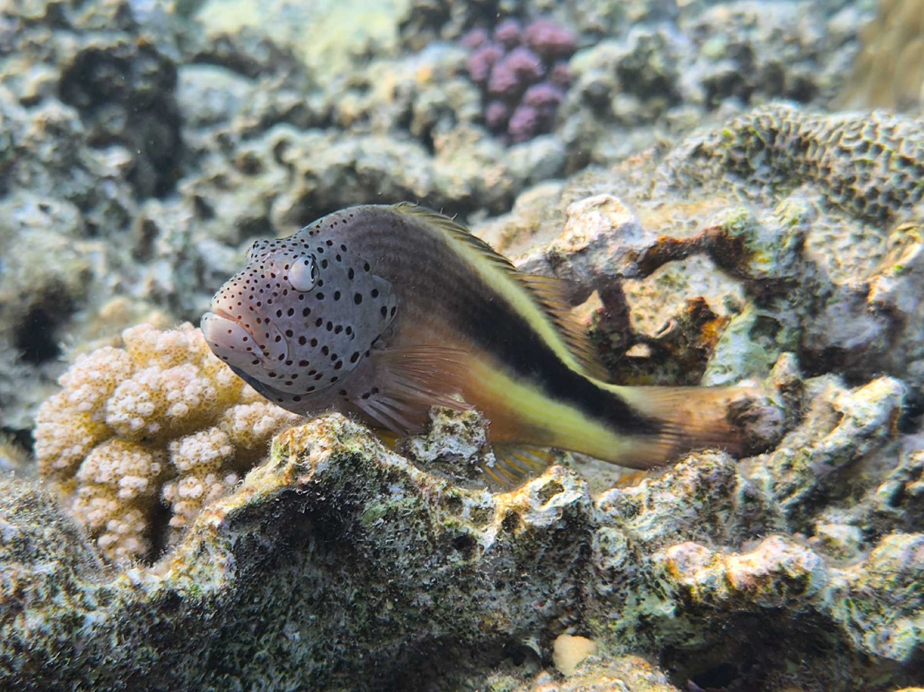 Potápění v Port Ghalib - Foto Tomáš Kunze 1125  (3)