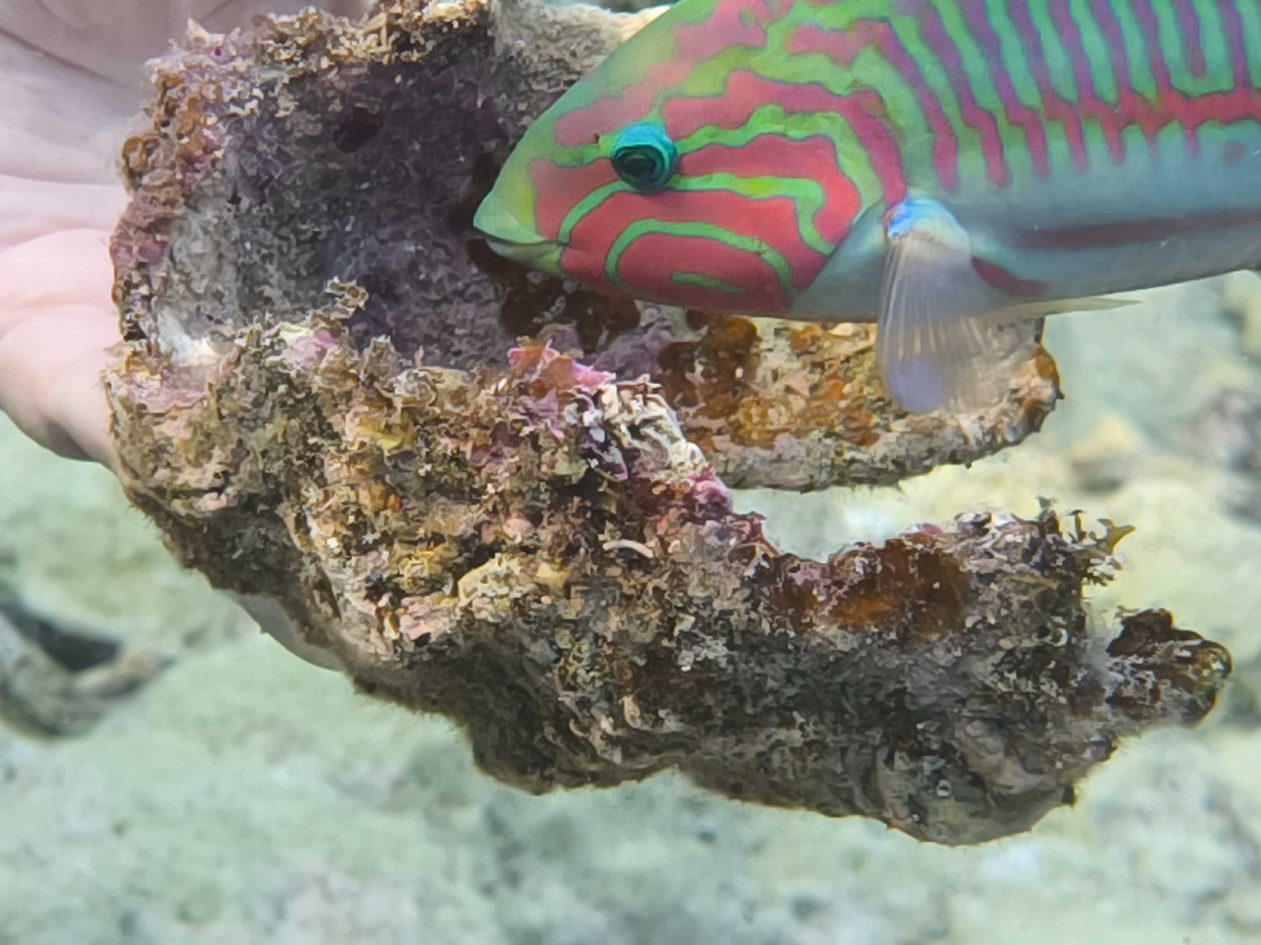 Potápění v Port Ghalib - Foto Tomáš Kunze 1125  (4)