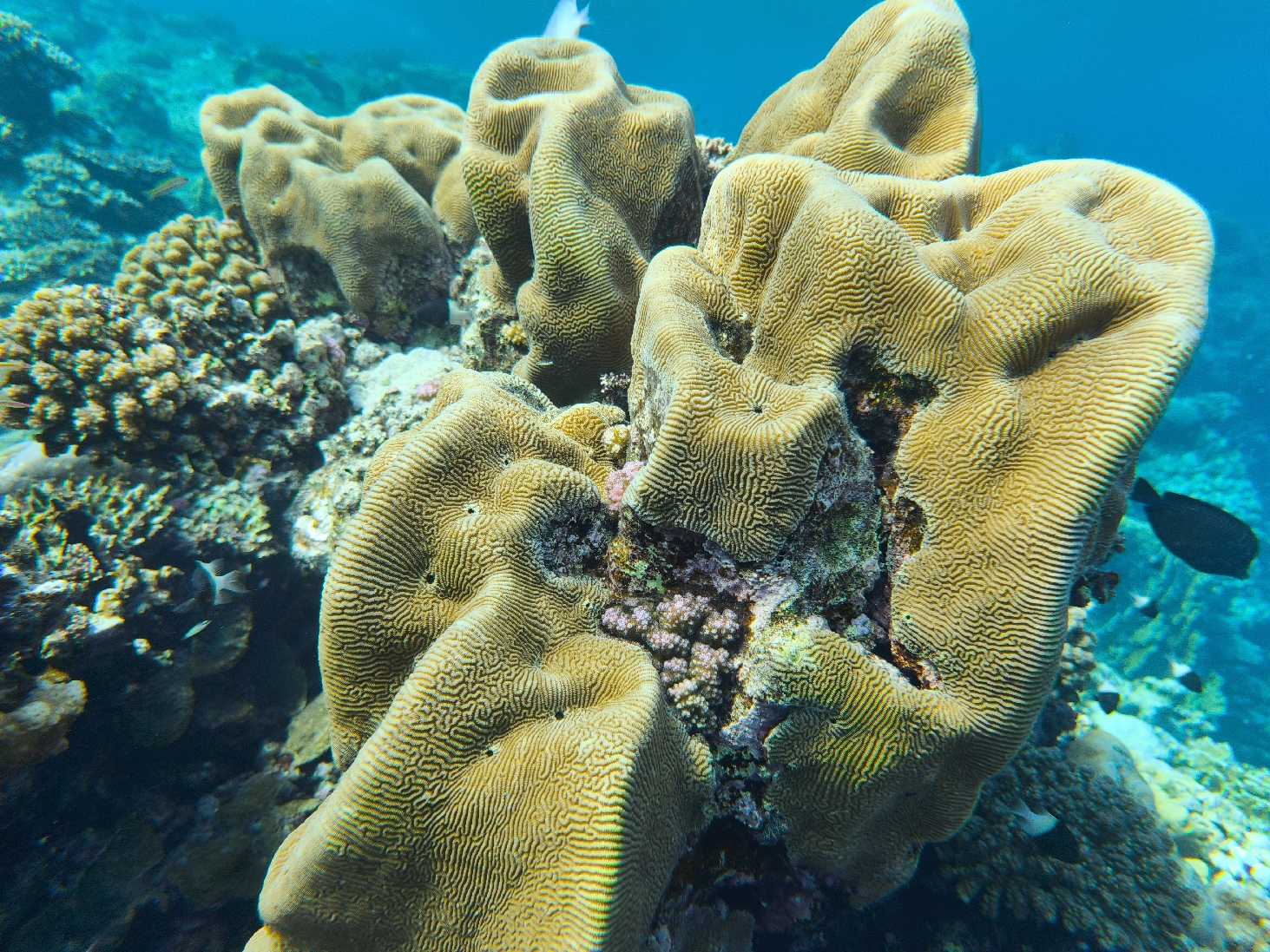 Potápění v Port Ghalib - Foto Tomáš Kunze 1125  (5)