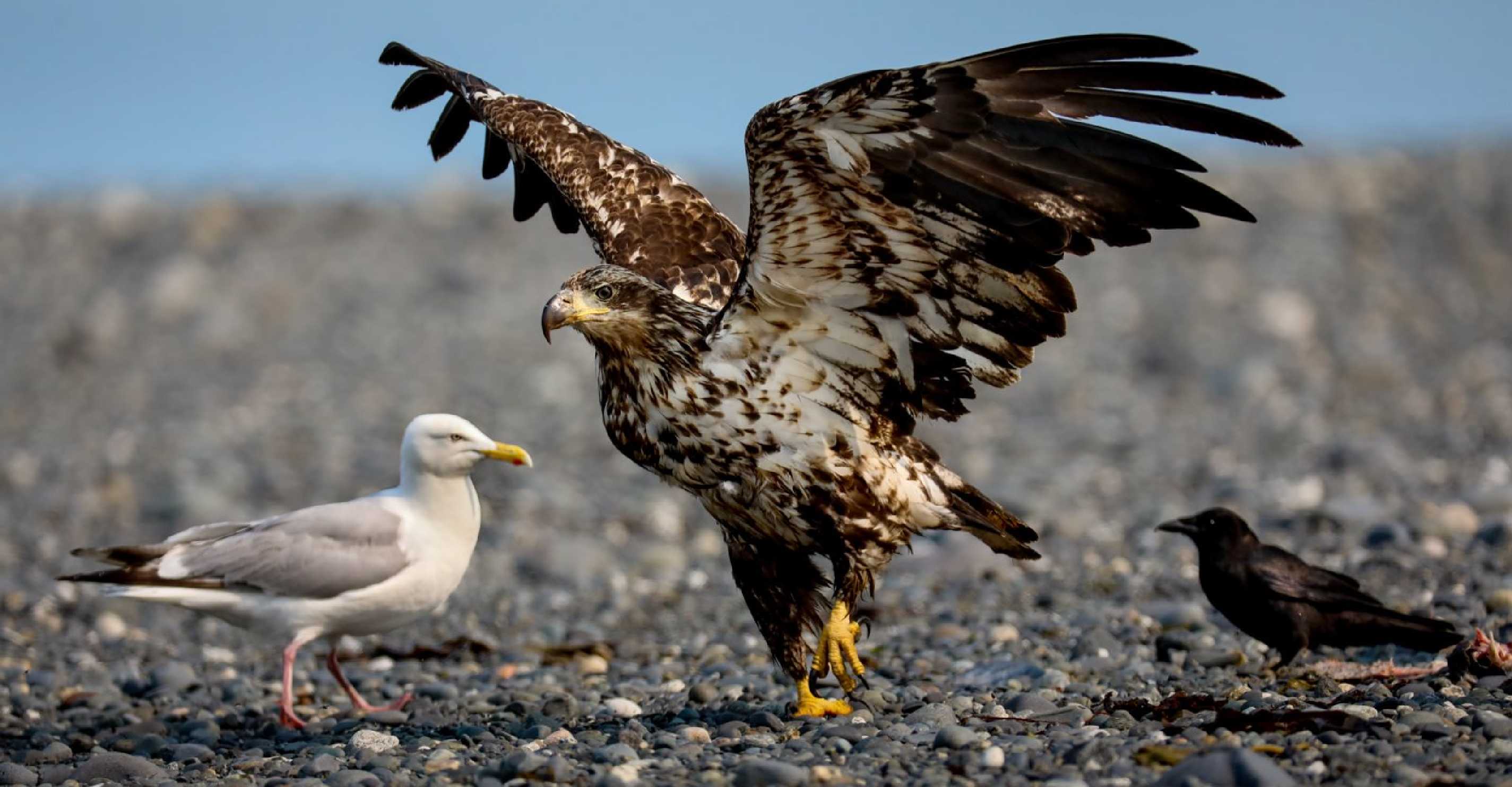 Mladý orel bělohlavý - Foto Ladislav Hanousek 1125