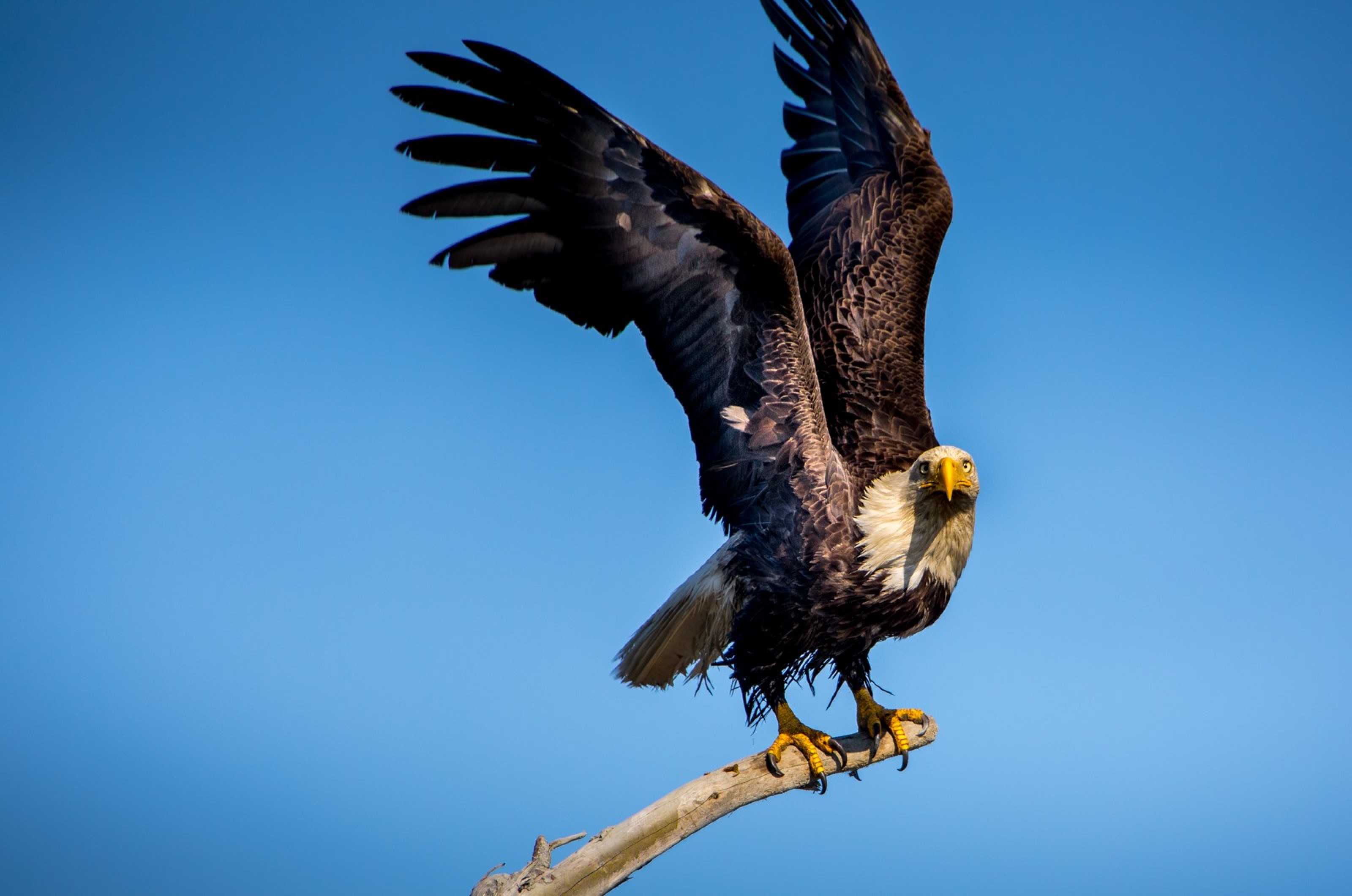 Orel bělohlavý - Foto Ladislav Hanousek 1125 (1)