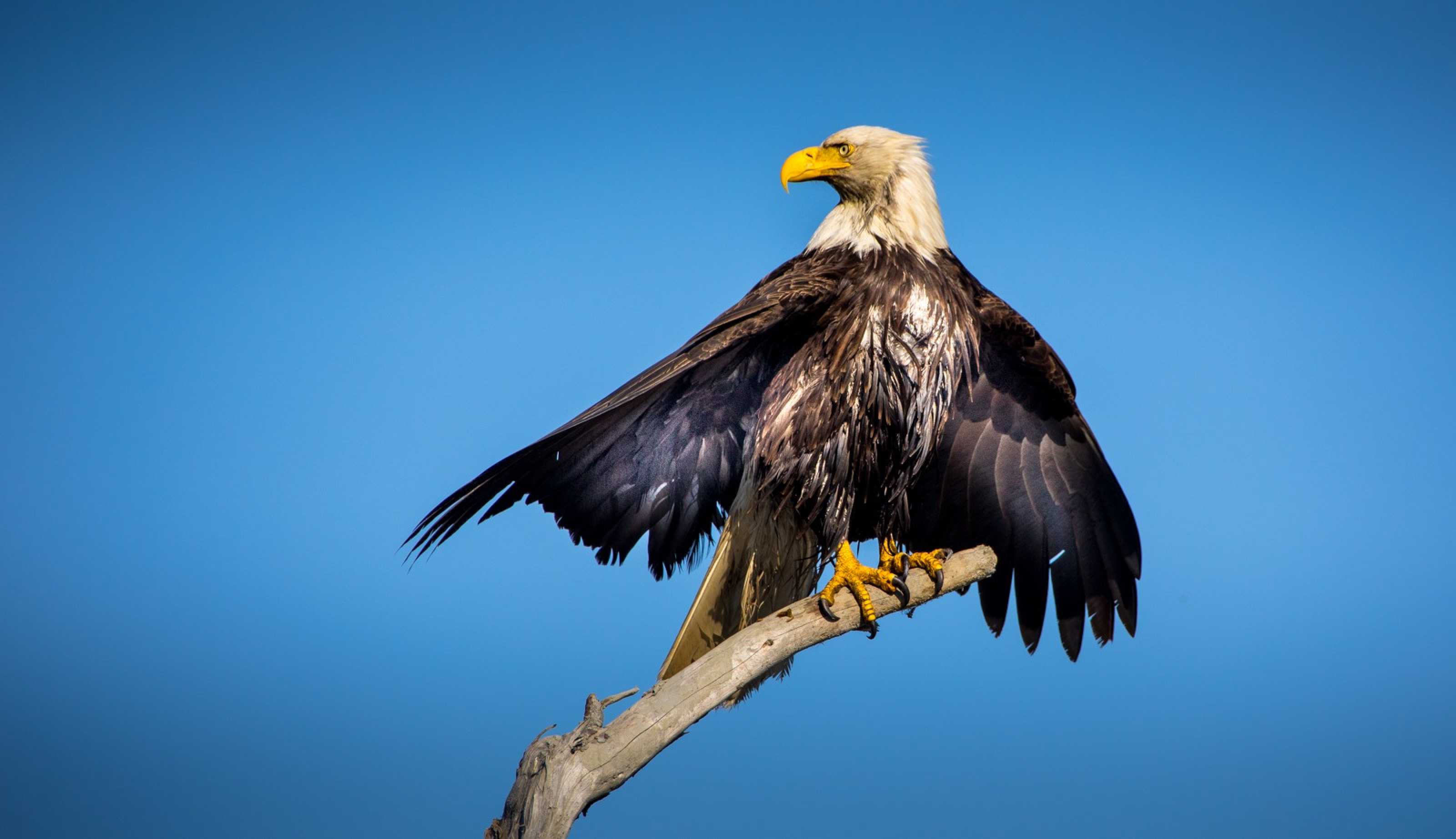 Orel bělohlavý - Foto Ladislav Hanousek 1125