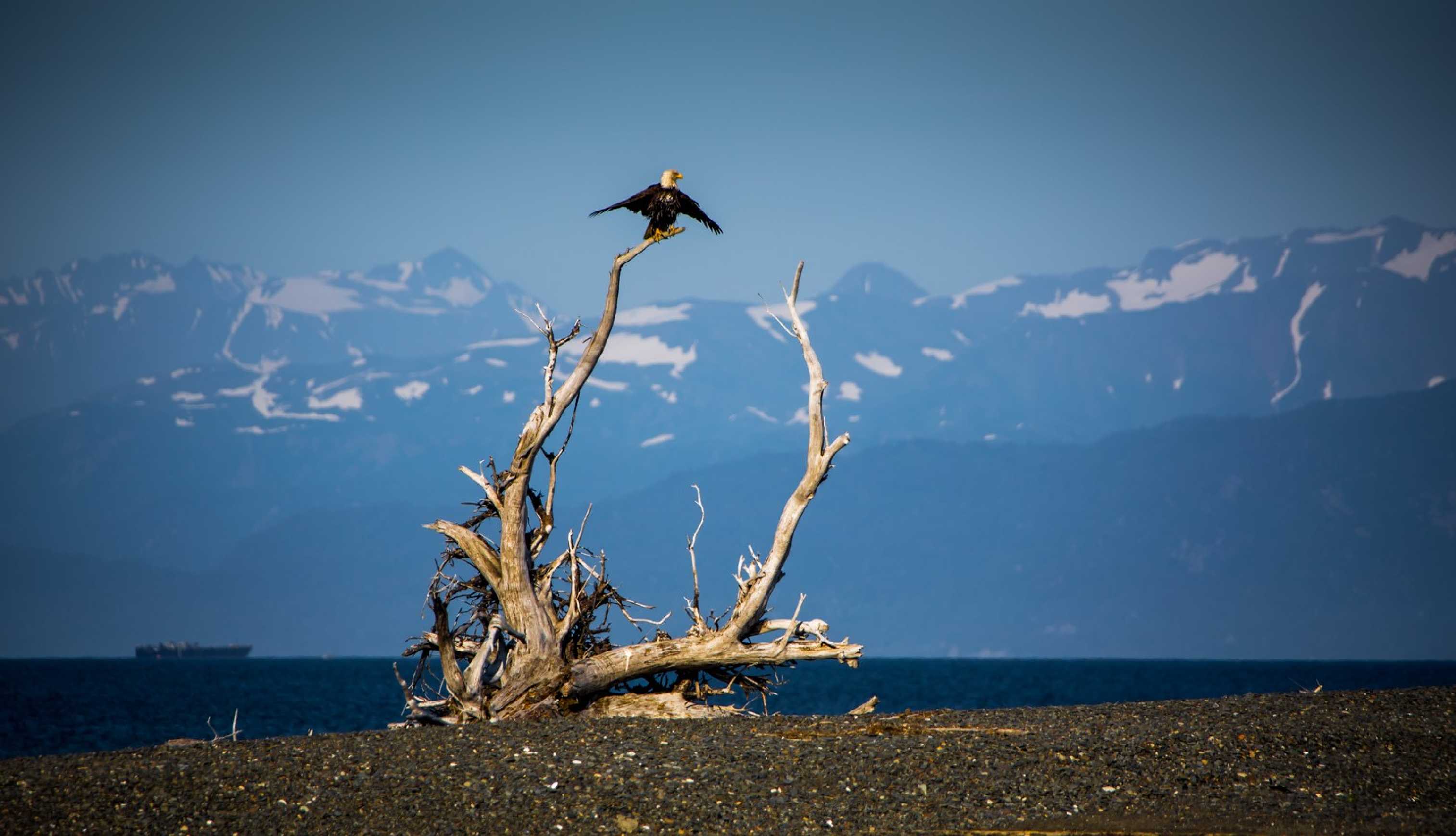 Orel bělohlavý suší křídla - Foto Ladislav Hanousek 1125