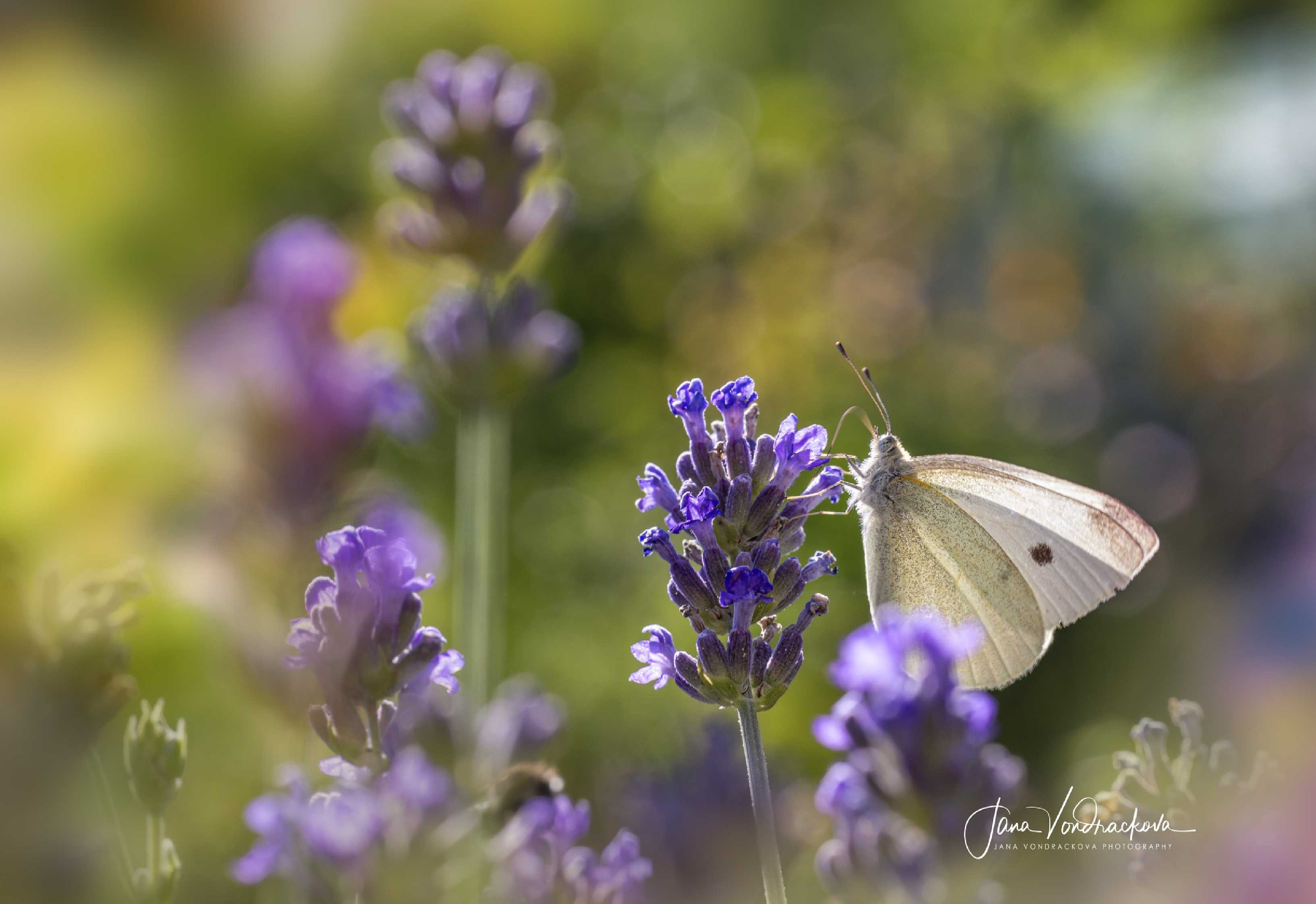 Květy lákají - Foto Jana Vondráčková 0625 (1)