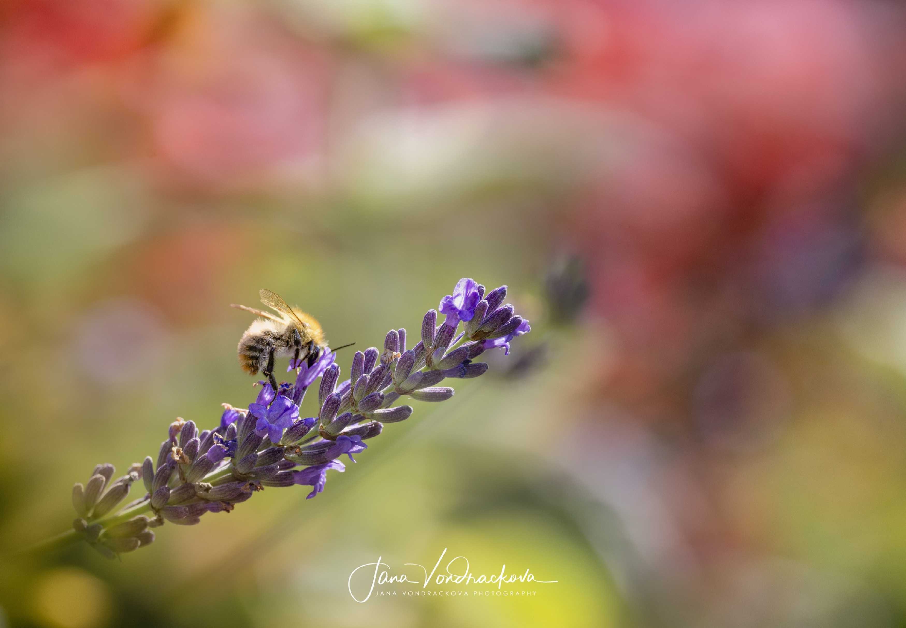 Květy lákají - Foto Jana Vondráčková 0625 (2)