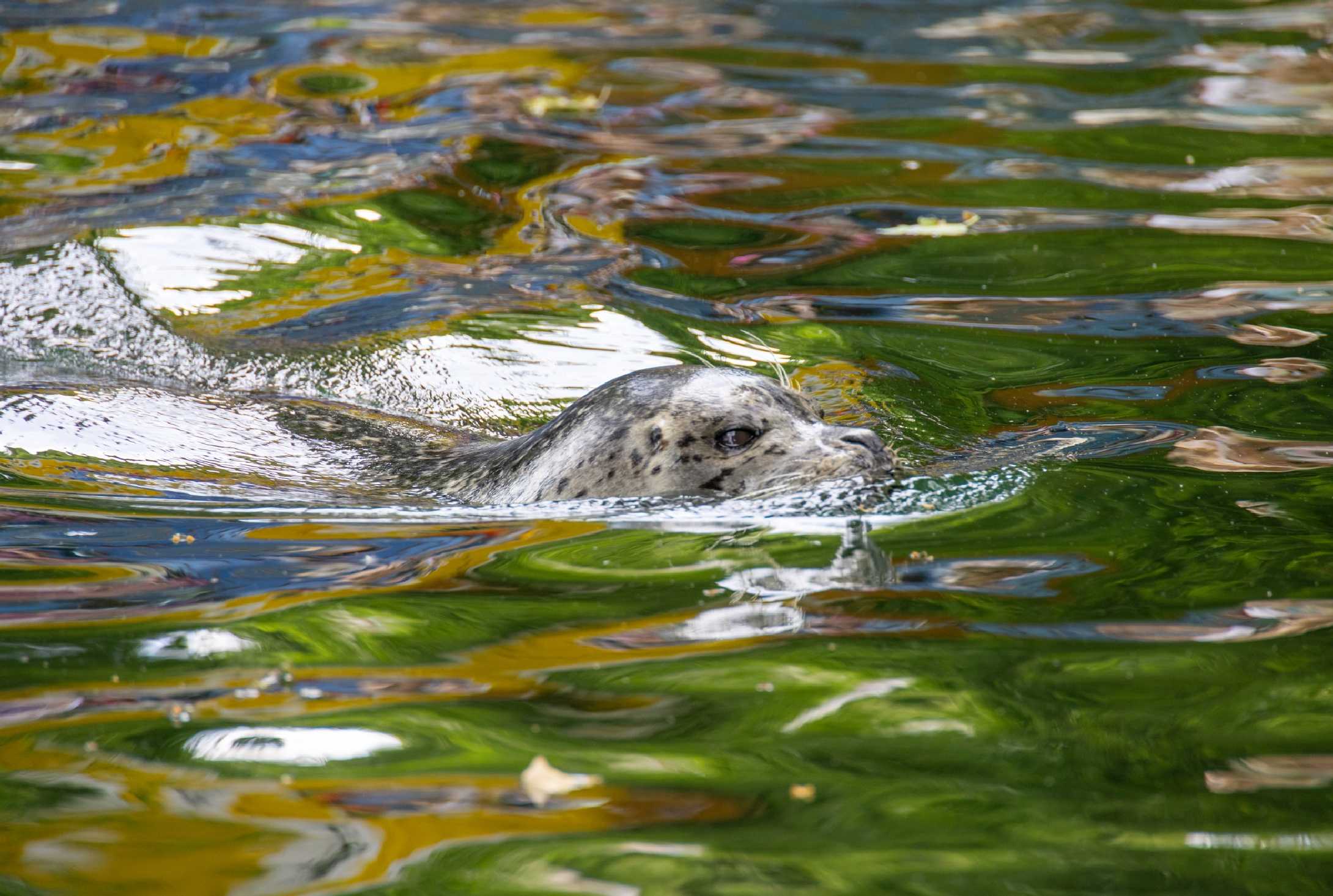Vodní hrátky v Zoo Ústí - Foto Jana Vondráčková 0525 (1)