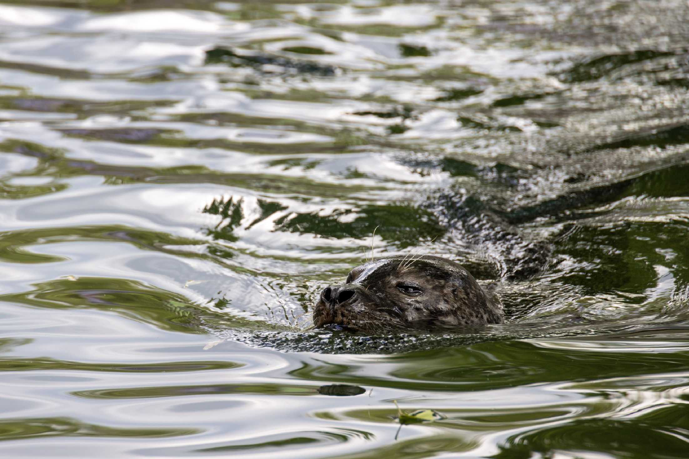Vodní hrátky v Zoo Ústí - Foto Jana Vondráčková 0525 (2)