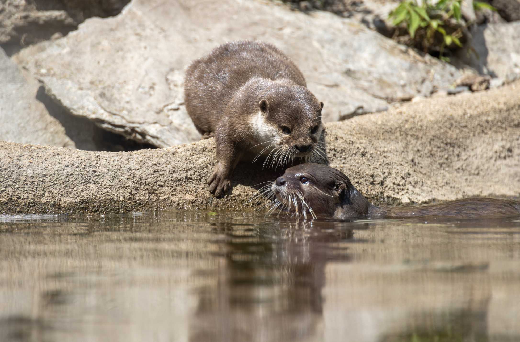 Vodní hrátky v Zoo Ústí - Foto Jana Vondráčková 0525 (4)