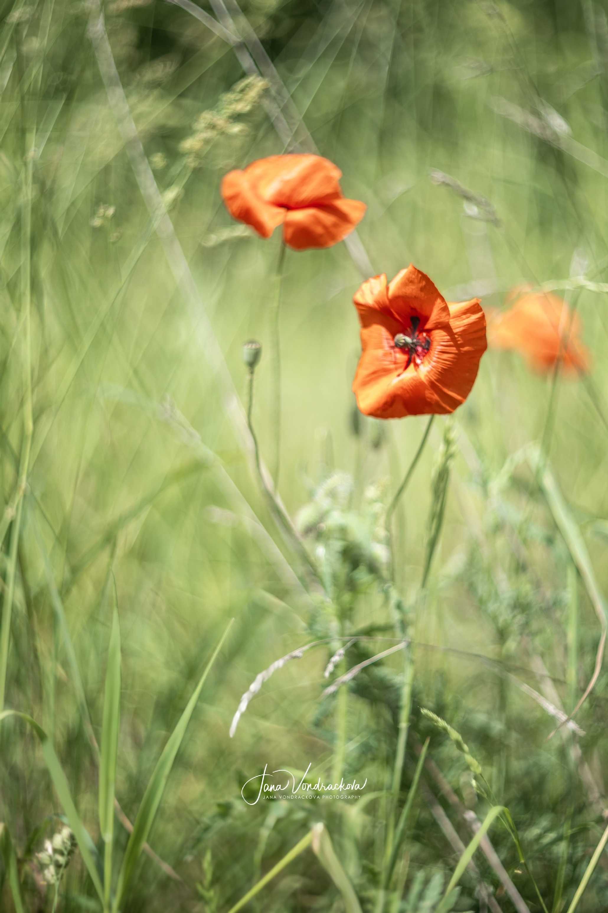 Krása máků - Foto Jana Vondráčková 0525 (1)