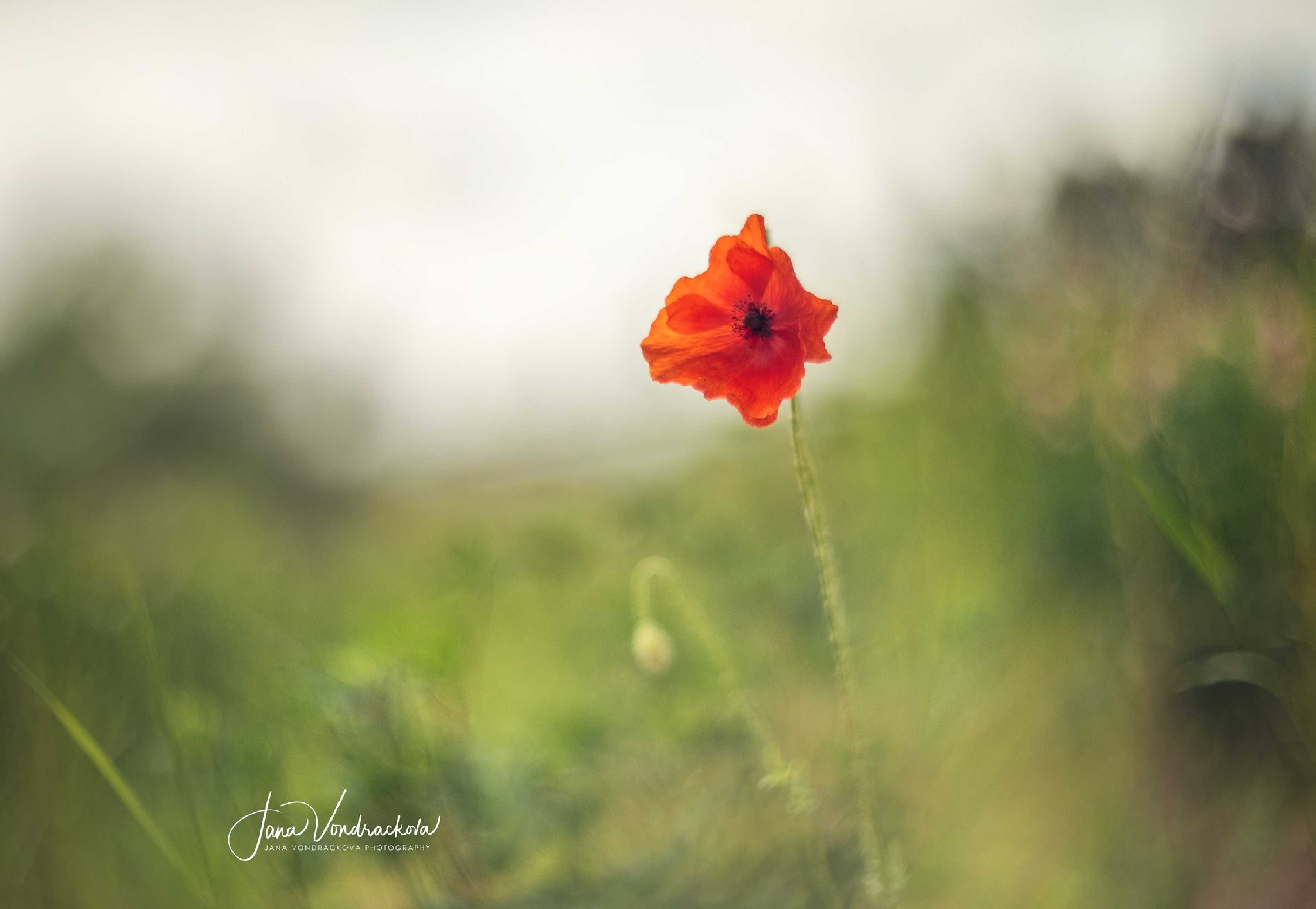 Krása máků - Foto Jana Vondráčková 0525 (2)