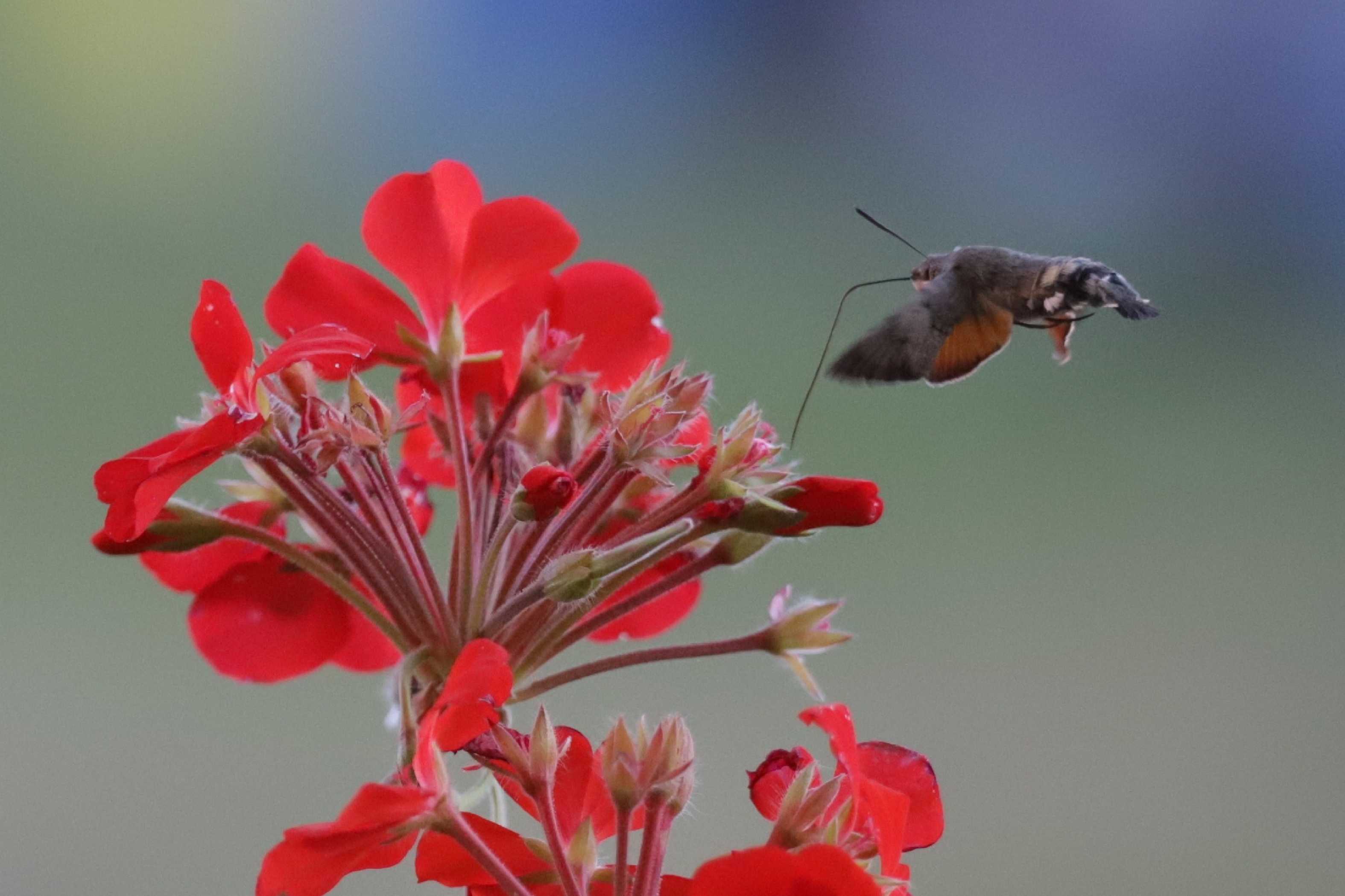 Dlouhozobky na muškátech - Foto Ladislav Jonák 0925 (1)