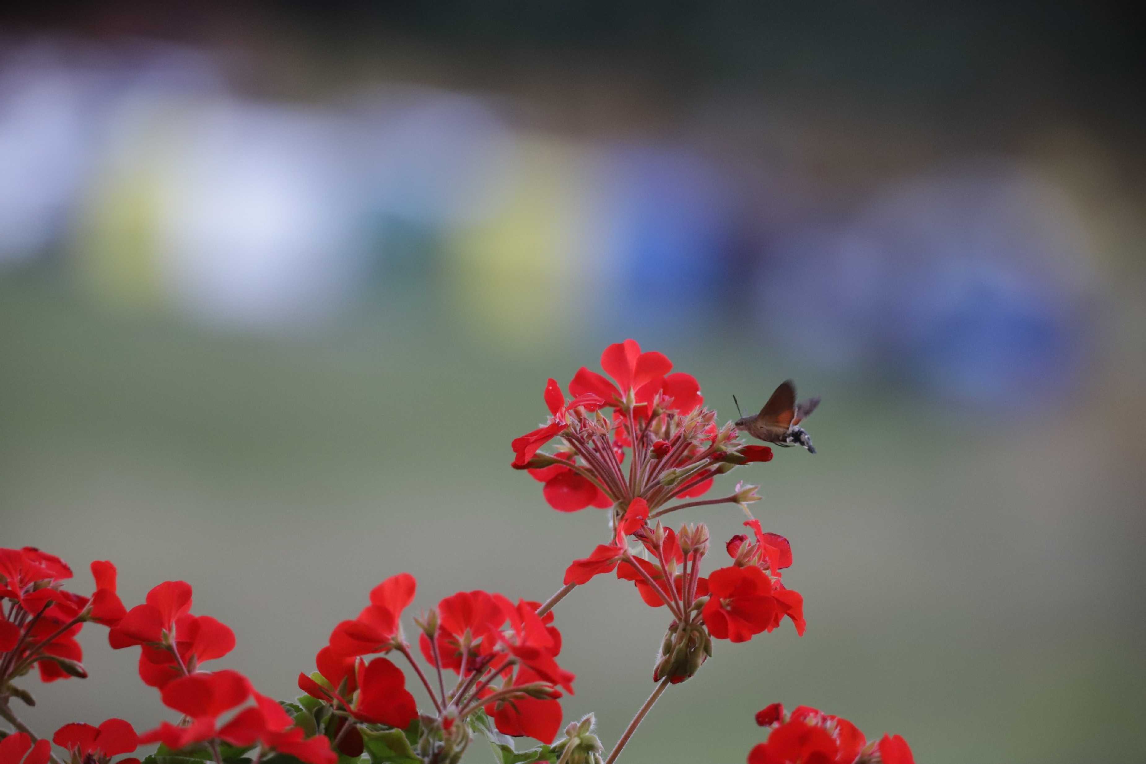 Dlouhozobky na muškátech - Foto Ladislav Jonák 0925 (3)