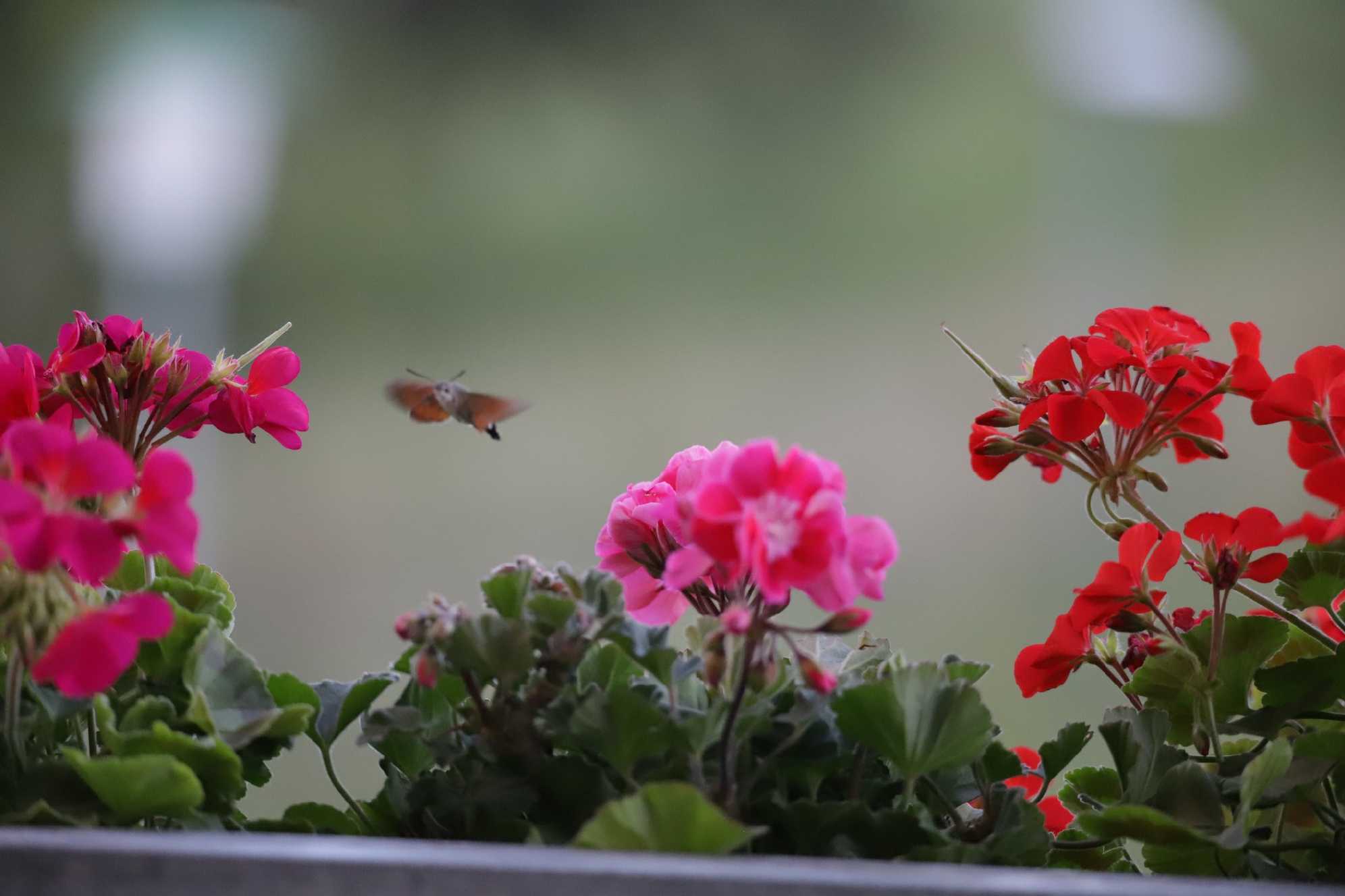 Dlouhozobky na muškátech - Foto Ladislav Jonák 0925 (4)