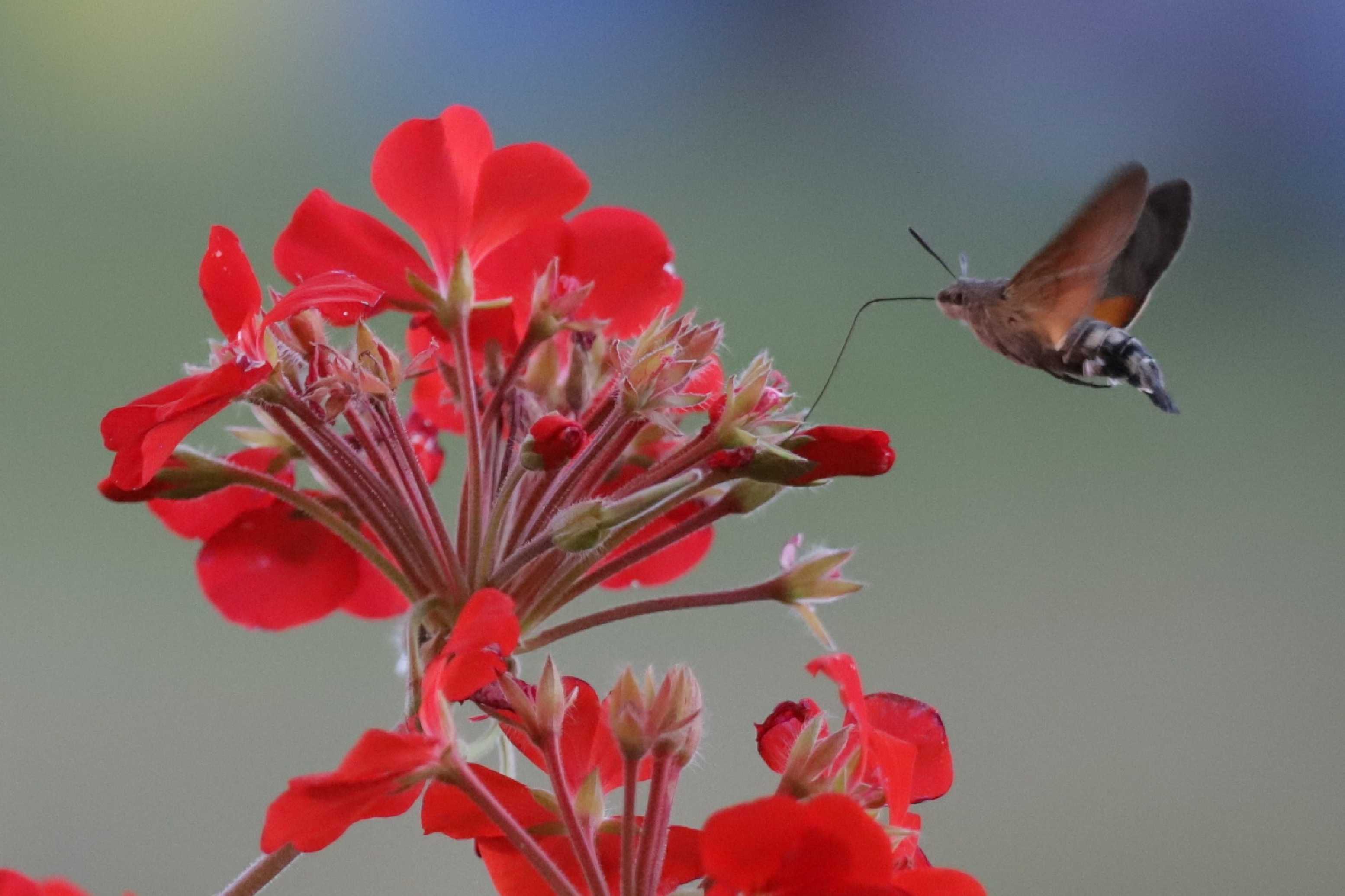 Dlouhozobky na muškátech - Foto Ladislav Jonák 0925 (5)
