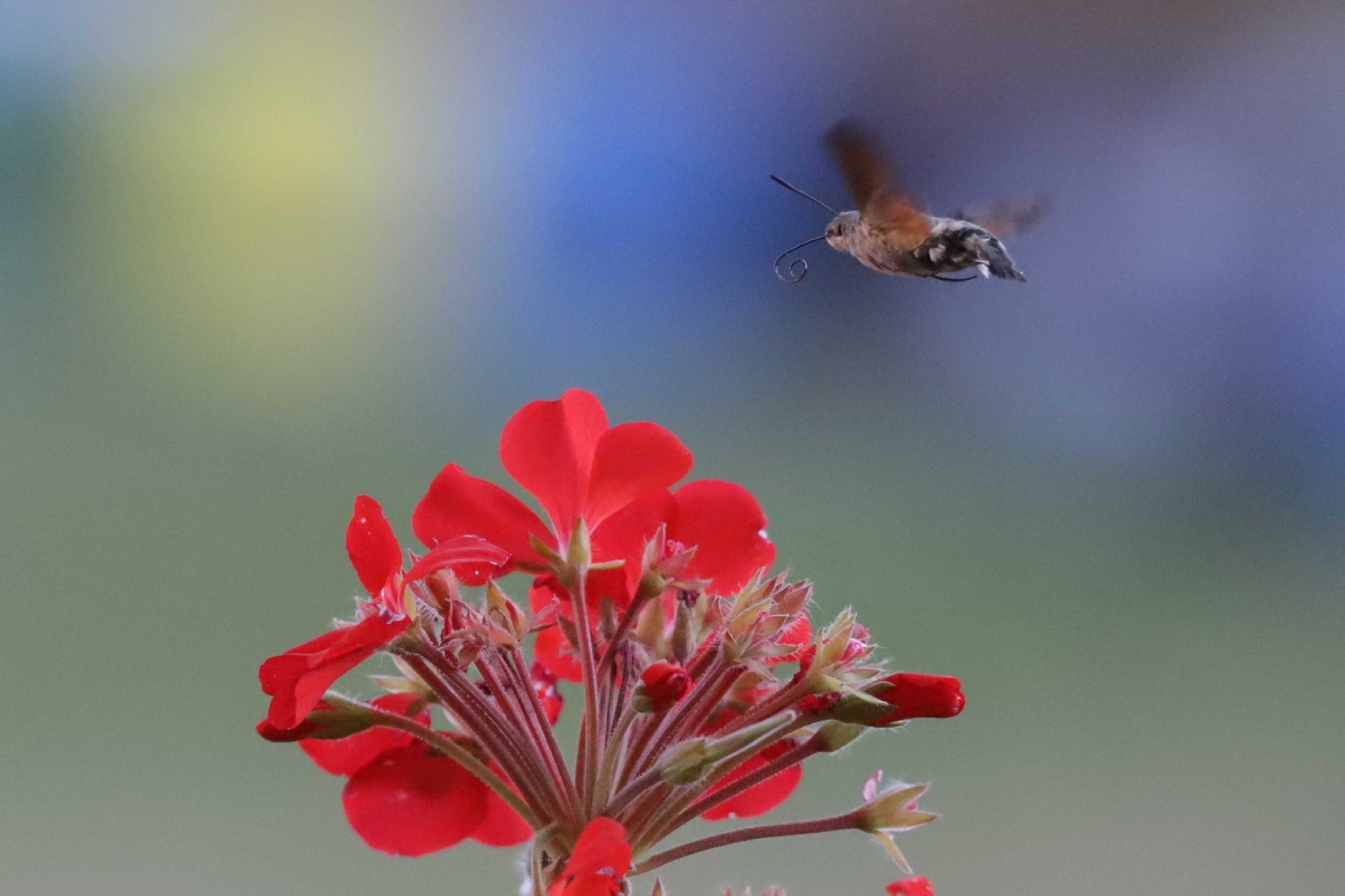Dlouhozobky na muškátech - Foto Ladislav Jonák 0925 (6)