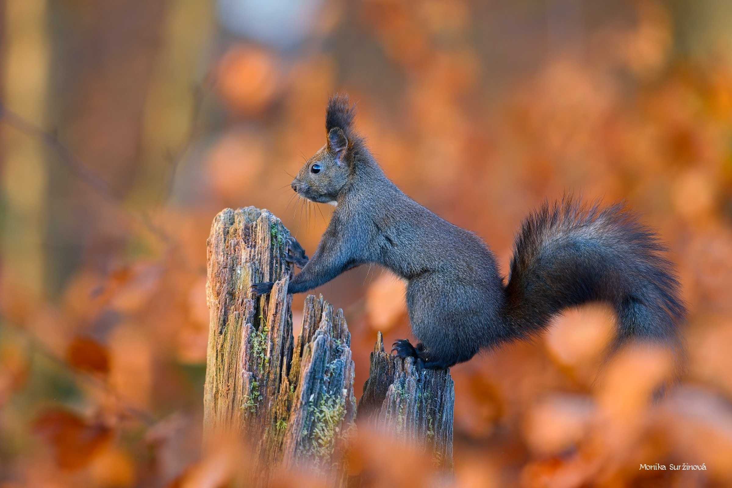Veverky od lesního krmítka - Foto Monika Suržinová 1125 (1)