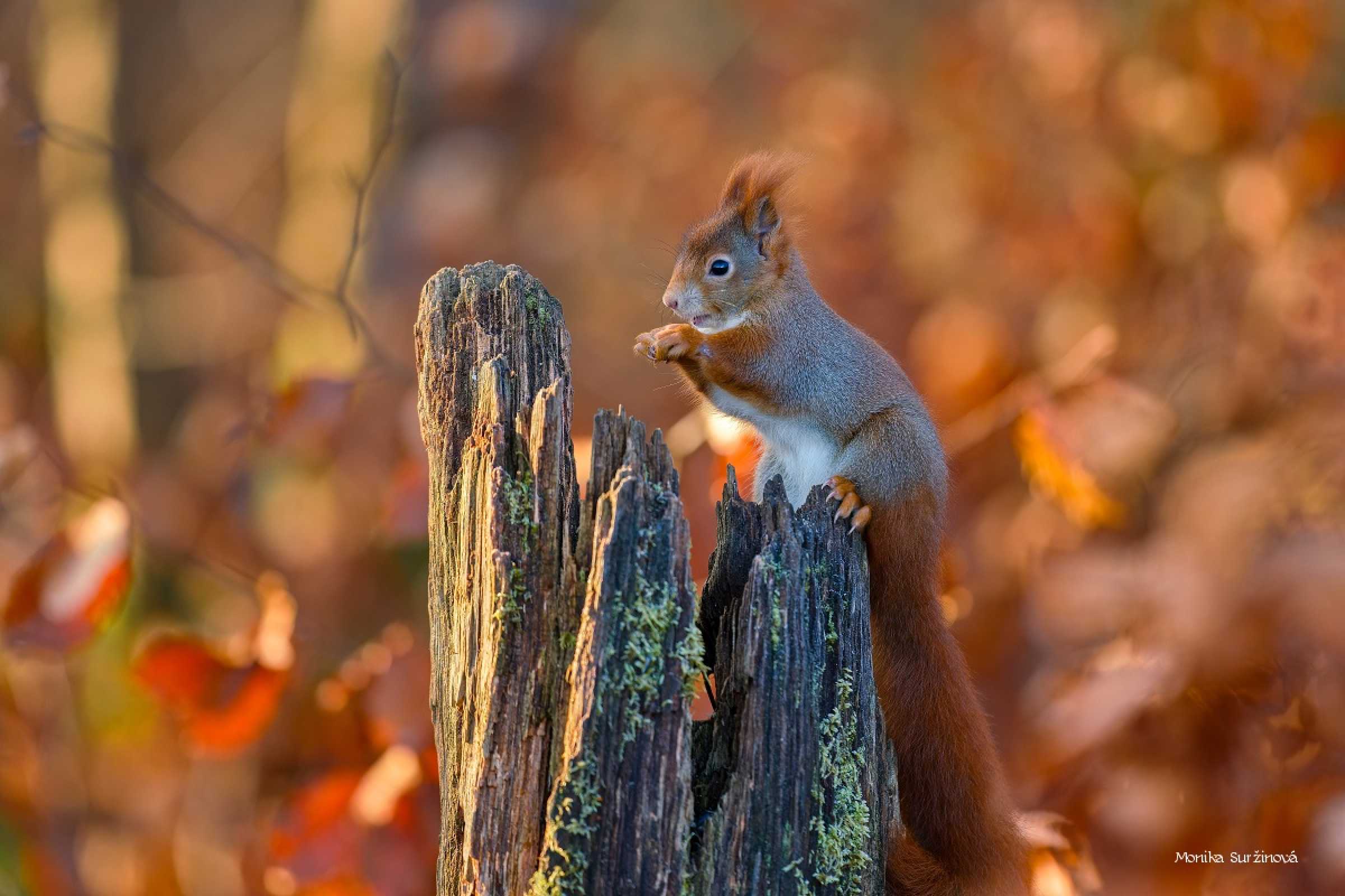 Veverky od lesního krmítka - Foto Monika Suržinová 1125 (2)