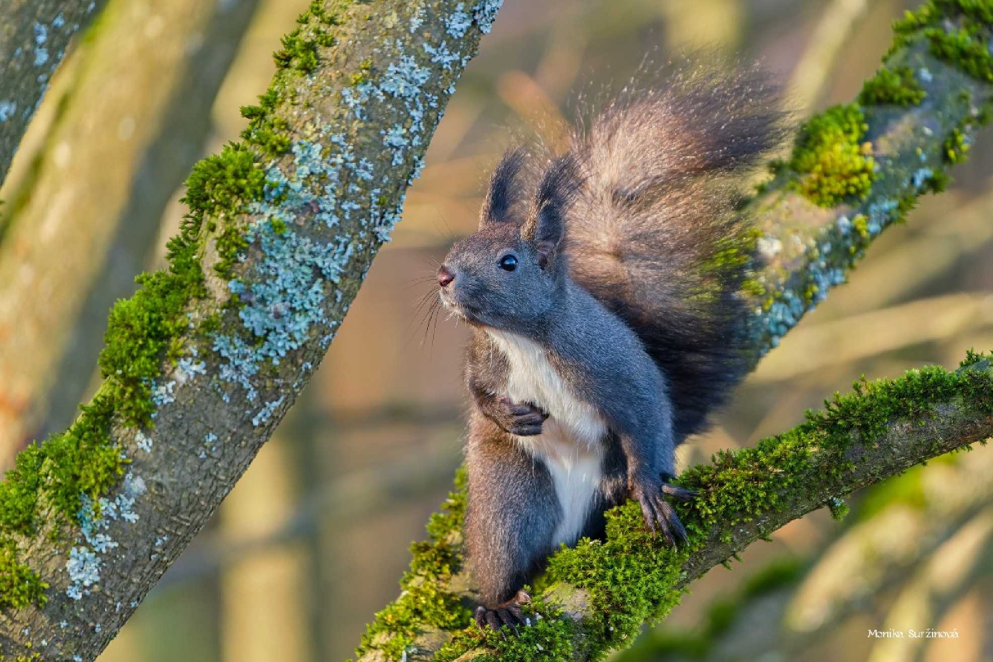Veverky od lesního krmítka - Foto Monika Suržinová 1125 (3)