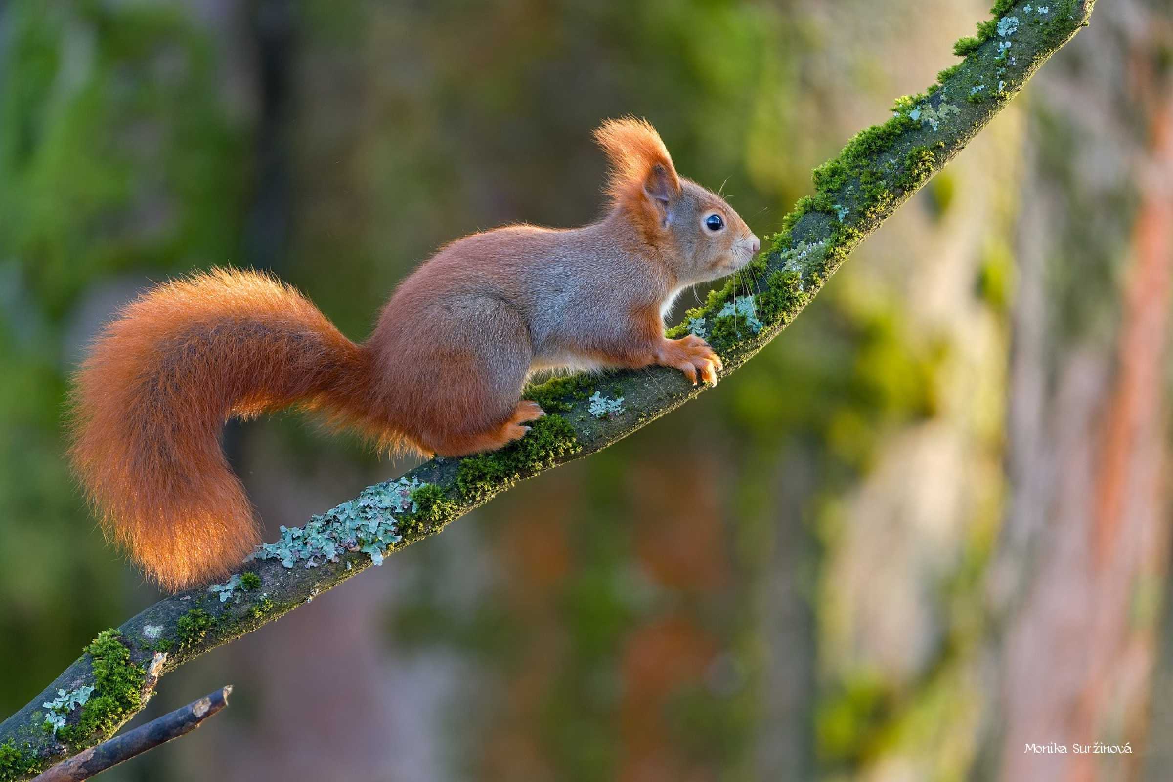 Veverky od lesního krmítka - Foto Monika Suržinová 1125 (4)