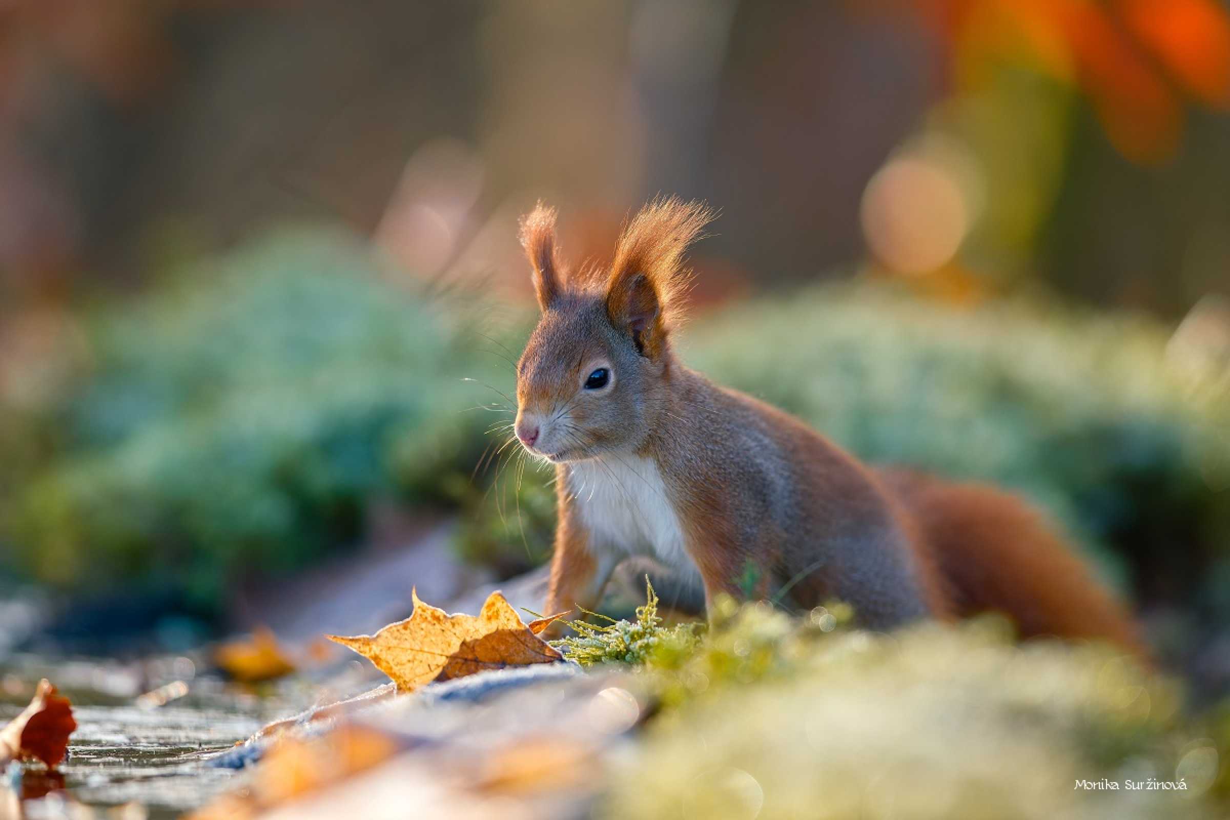 Veverky od lesního krmítka - Foto Monika Suržinová 1125 (5)