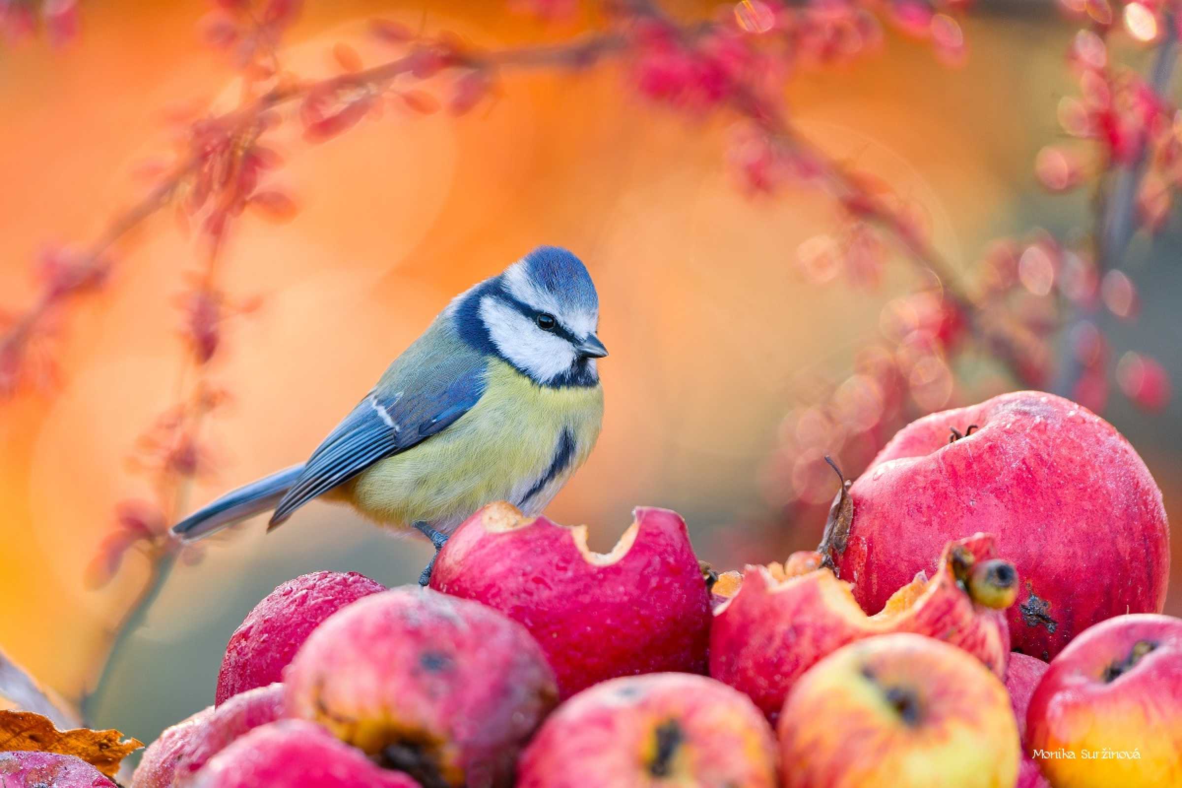 Modřinka od lesního krmítka - Foto Monika Suržinová 1125