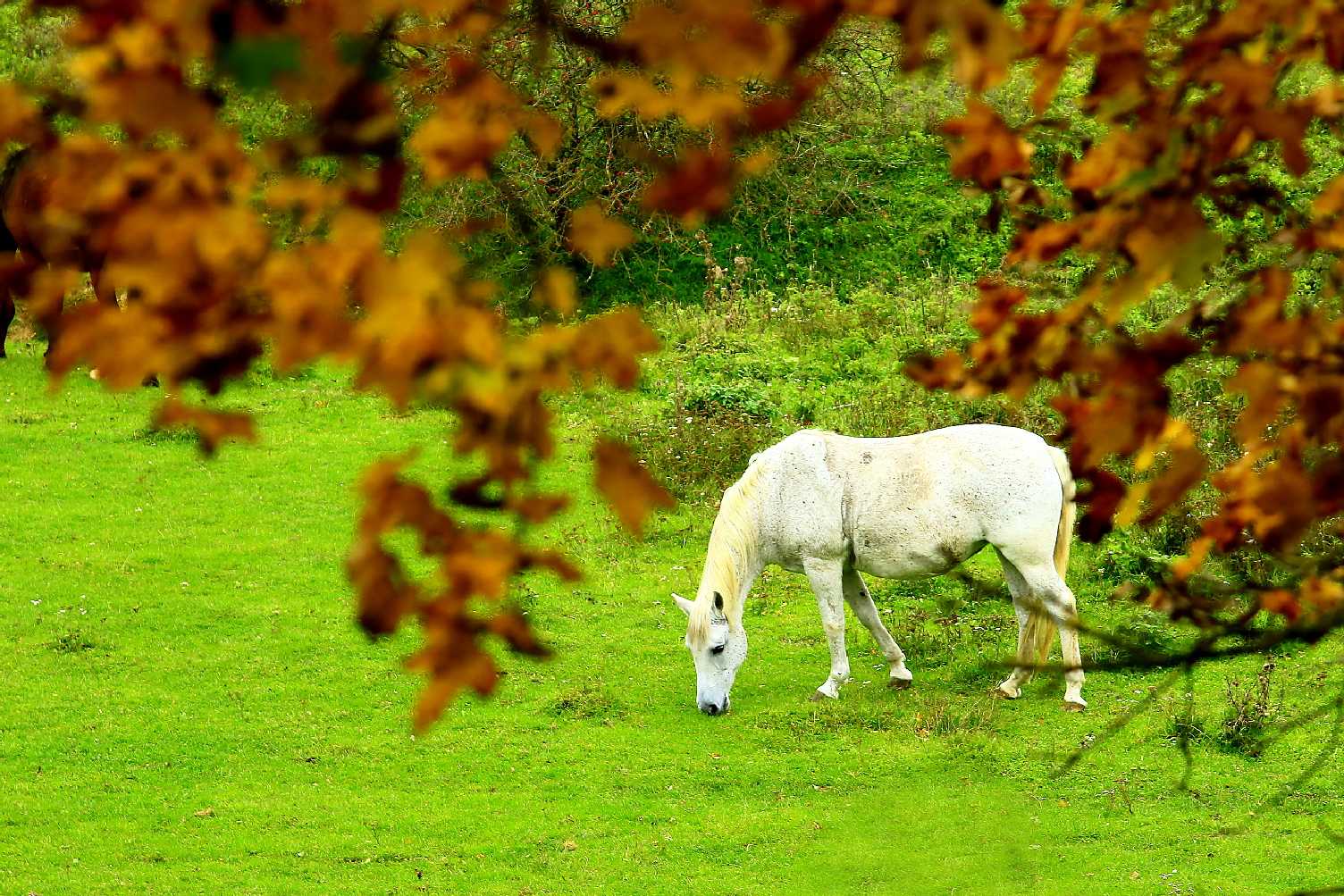 Podzim - Foto Pavelk Balazka 1025