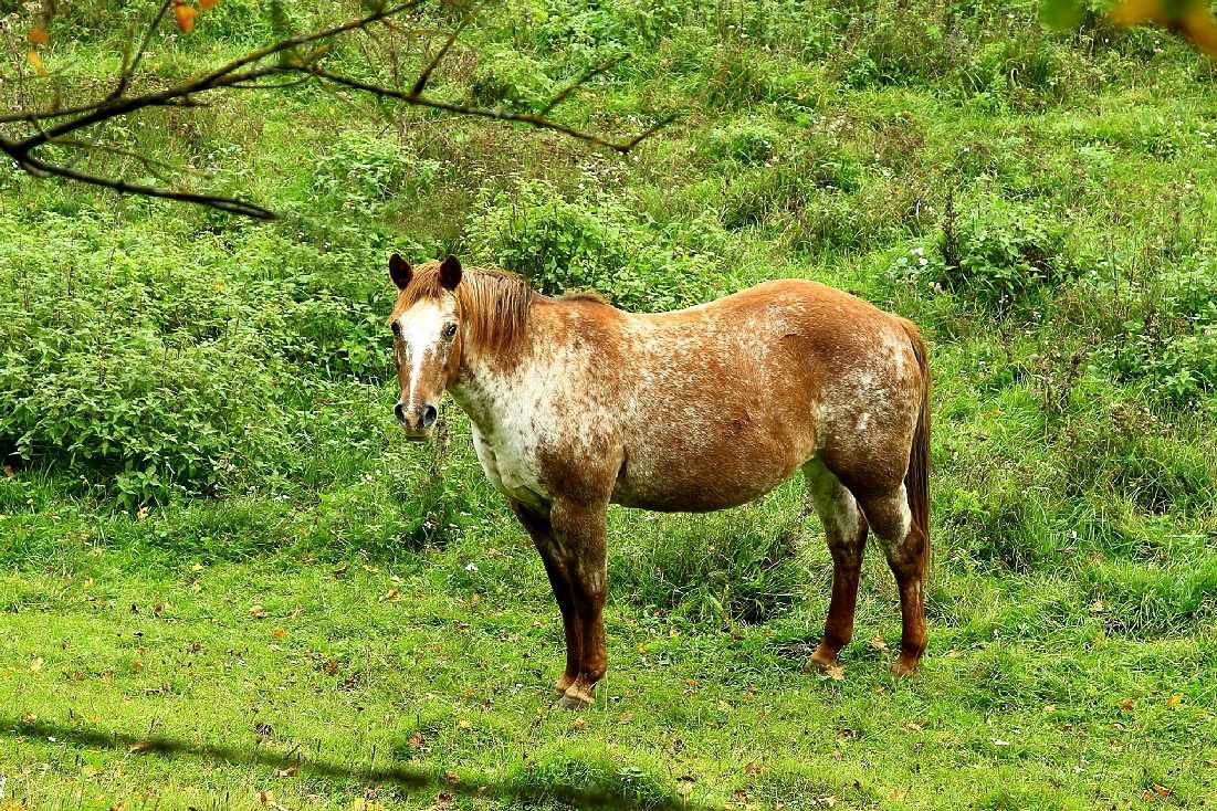 Podzimní pastva - Foto Pavel Balazka 1025