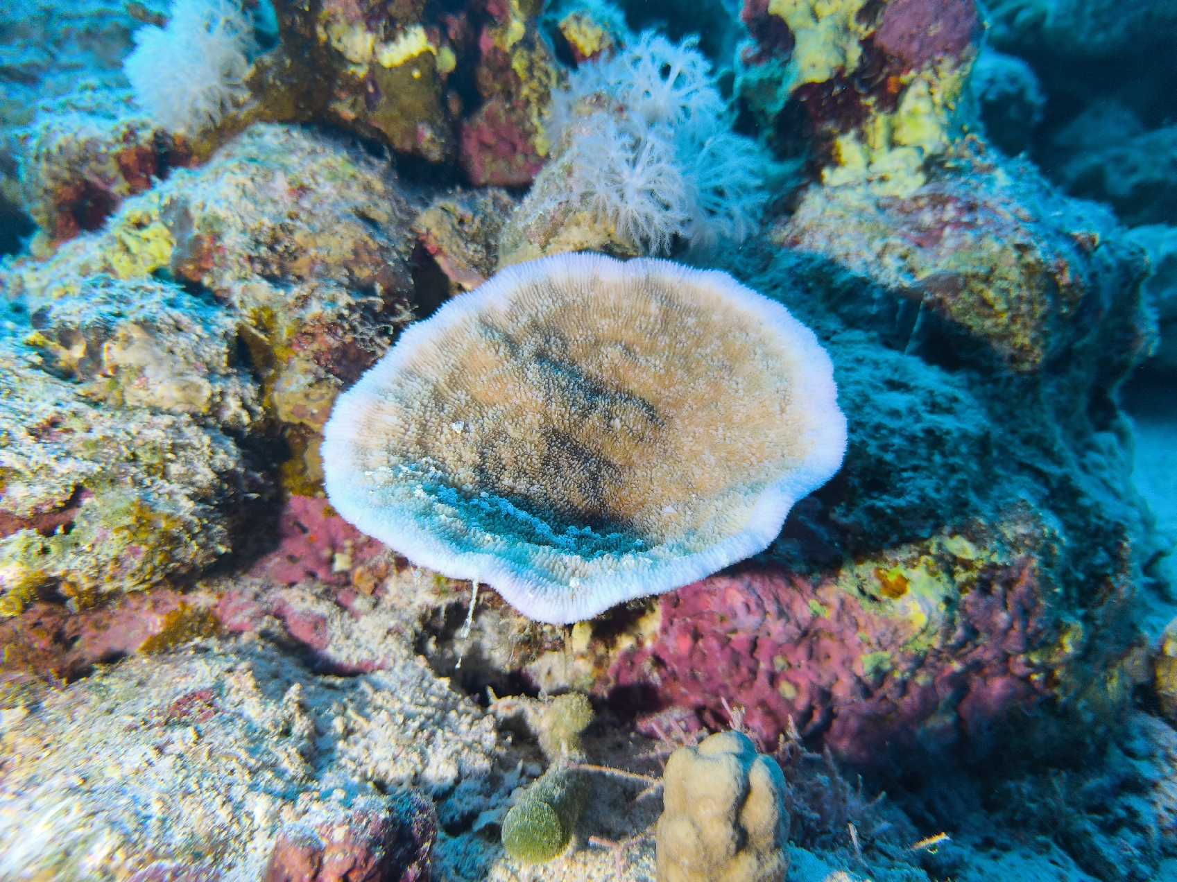 Potápění v Port Ghalib - Foto Tomáš Kunze 1225  (1)