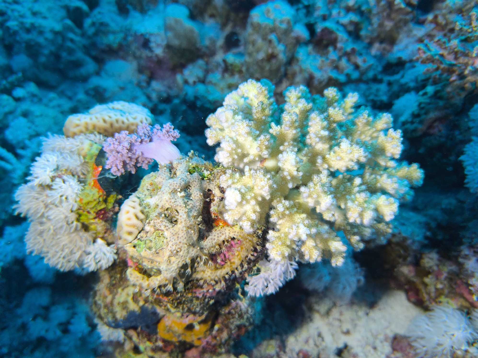 Potápění v Port Ghalib - Foto Tomáš Kunze 1225  (2)