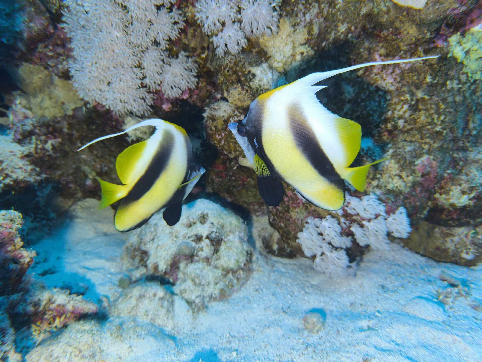 Potápění v Port Ghalib - Foto Tomáš Kunze 1225  (3)