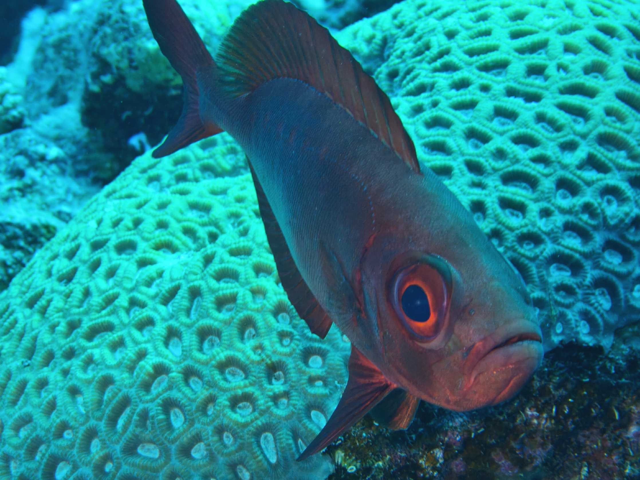 Potápění v Port Ghalib - Foto Tomáš Kunze 1225  (5)