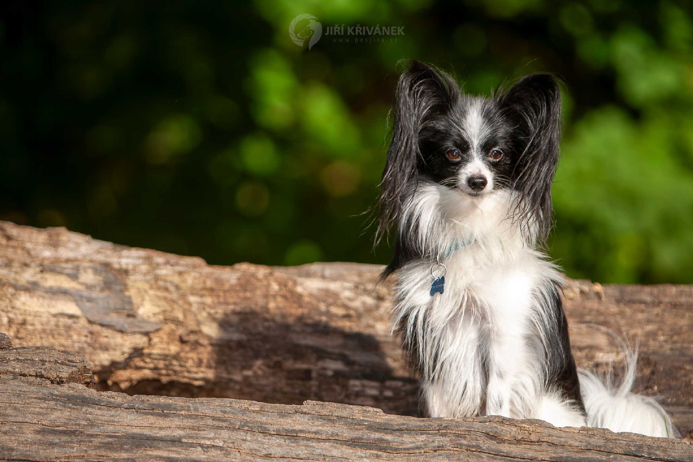 Papilon - Foto Jiří Křivánek 1125