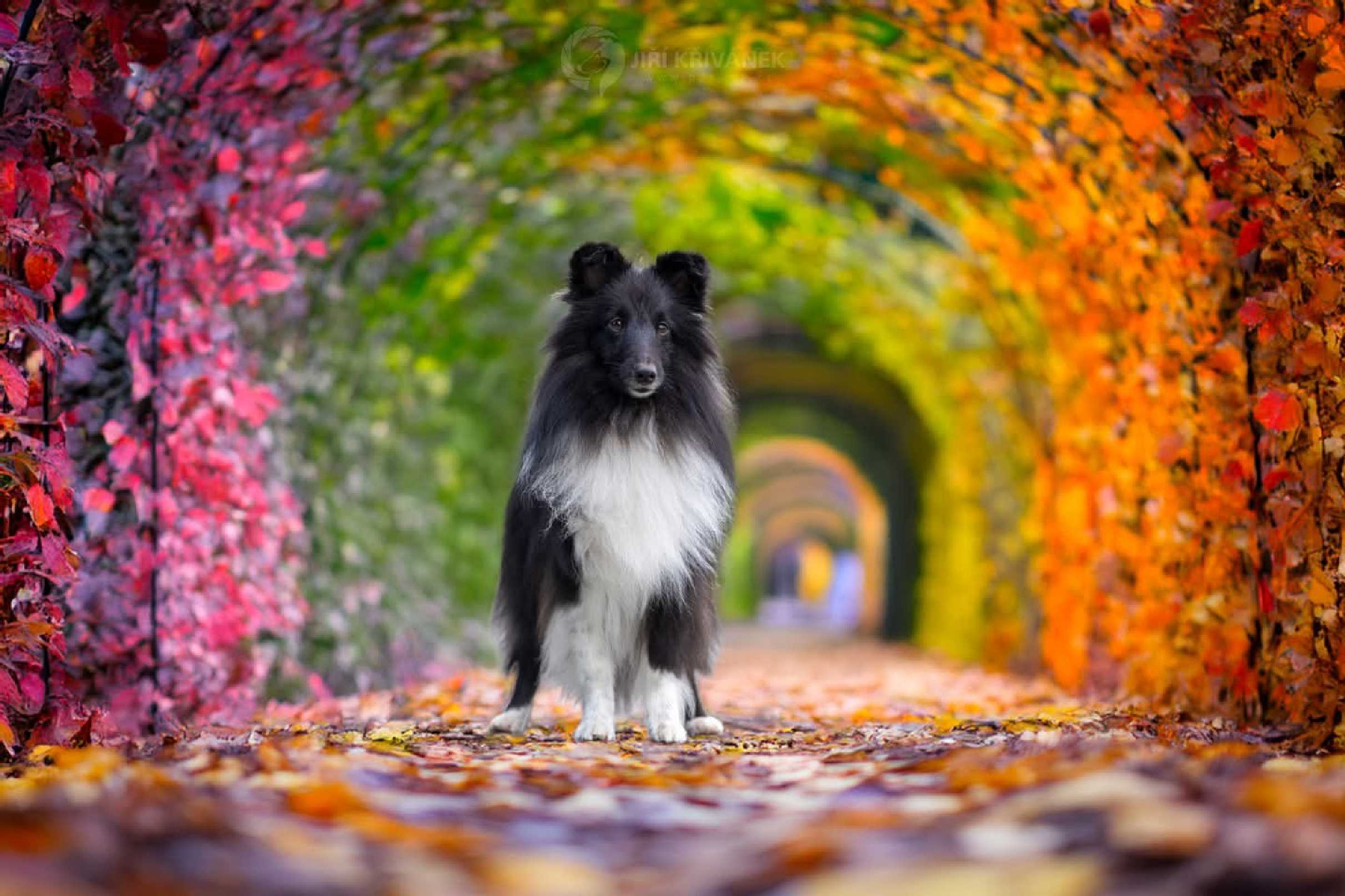 V barvách - Foto Jiří Křivánek 1125