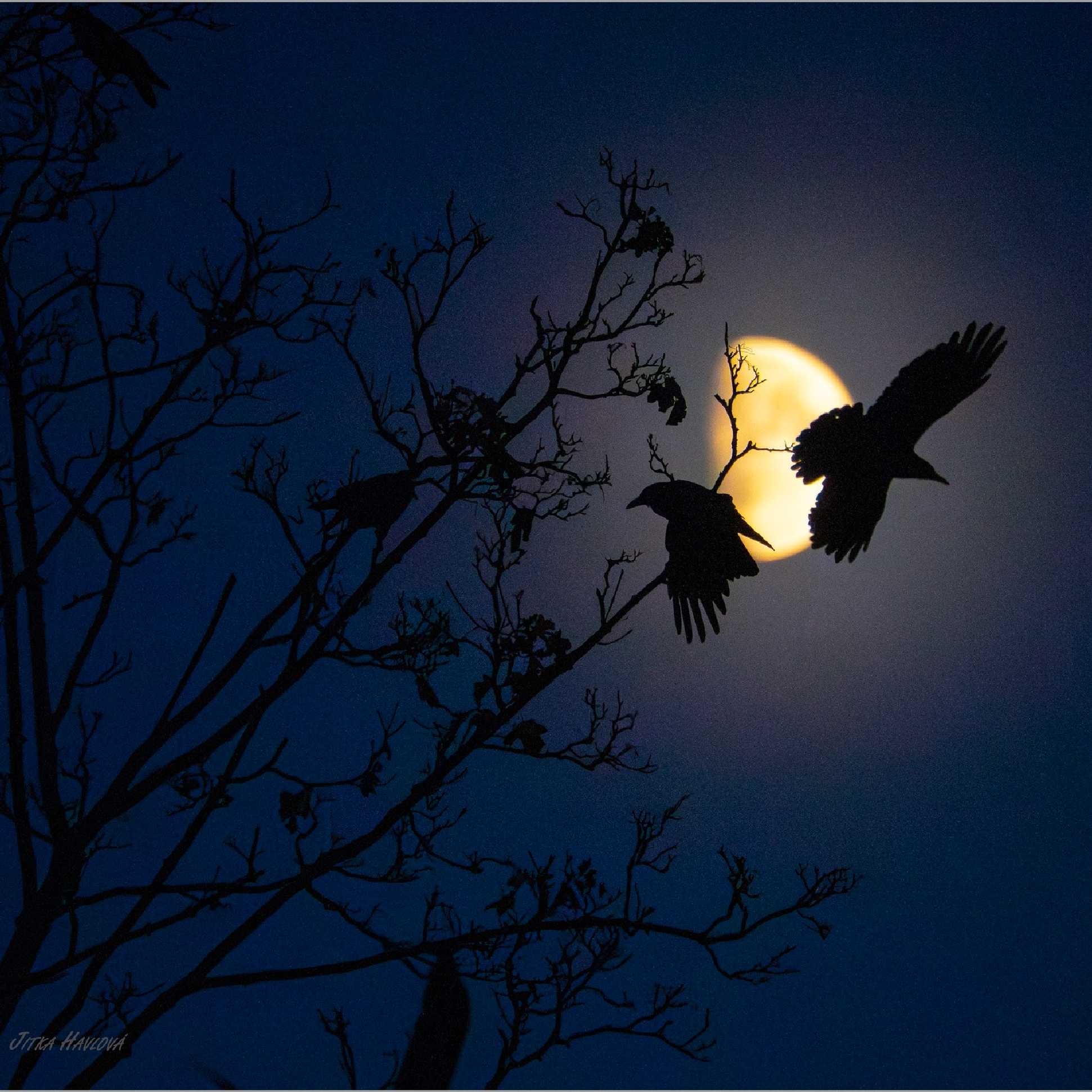 Brněnští havrani - Foto Jitka Havlová 1125 (3)