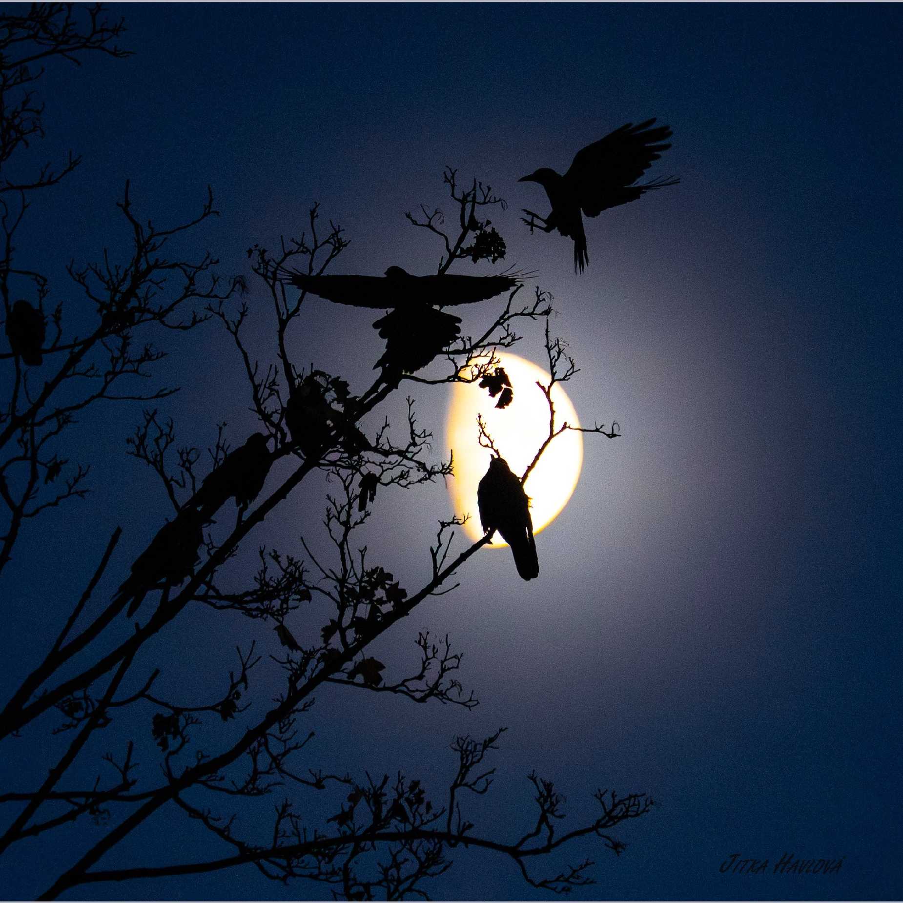 Brněnští havrani - Foto Jitka Havlová 1125 (4)