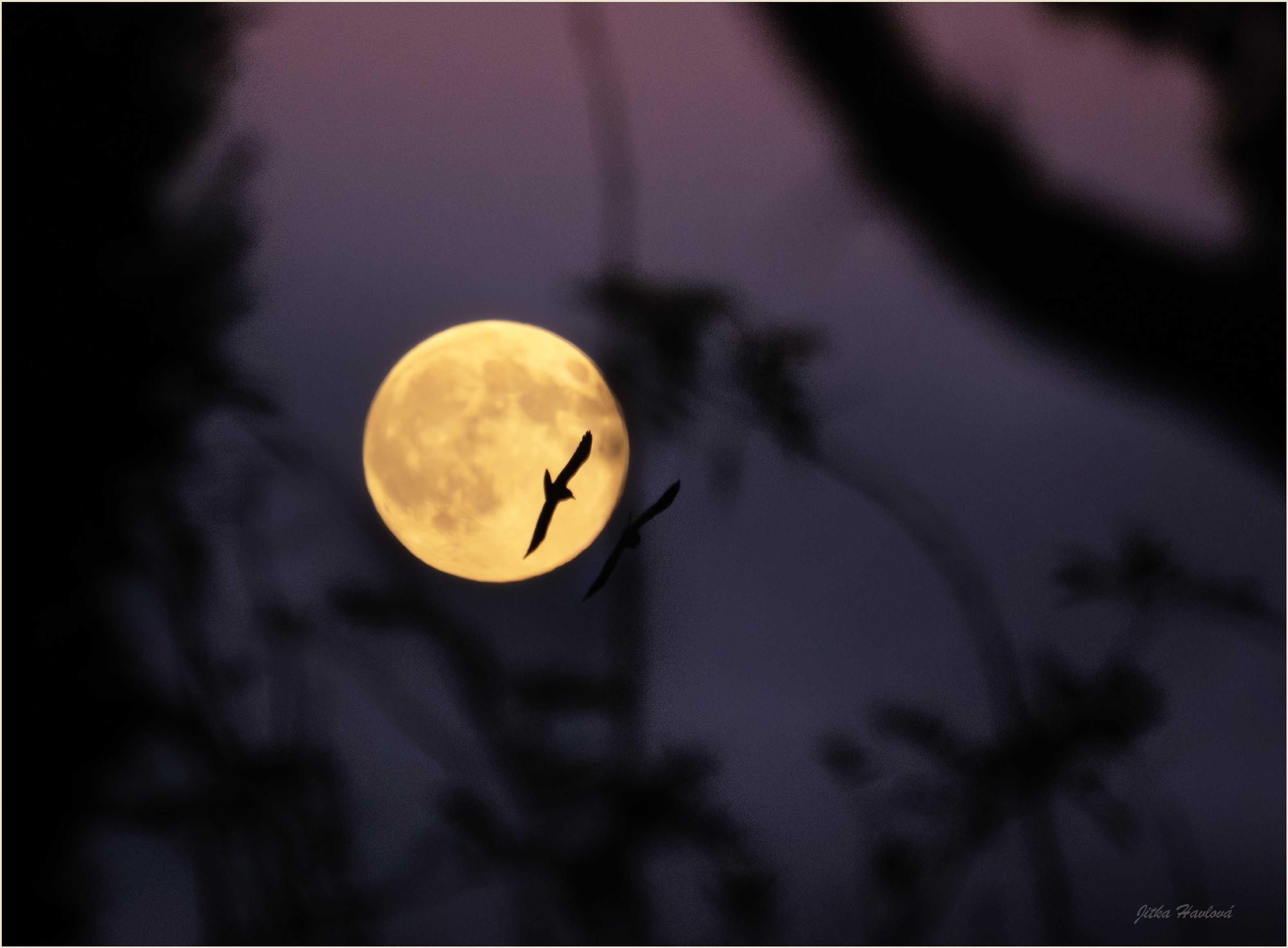 Havrani s úplňkem - Foto Jitka Havlová 1125 (1)