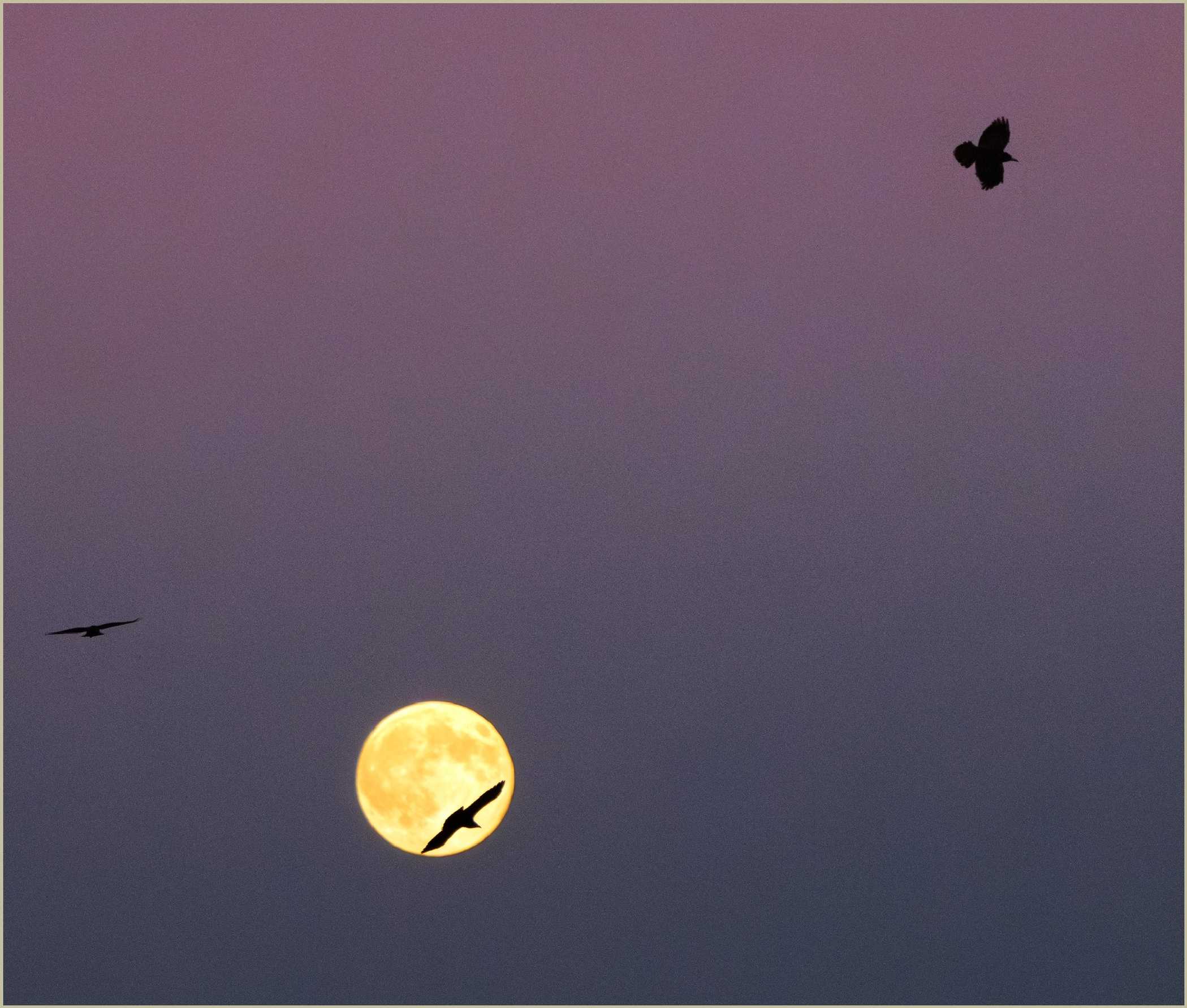 Havrani s úplňkem - Foto Jitka Havlová 1125 (2)