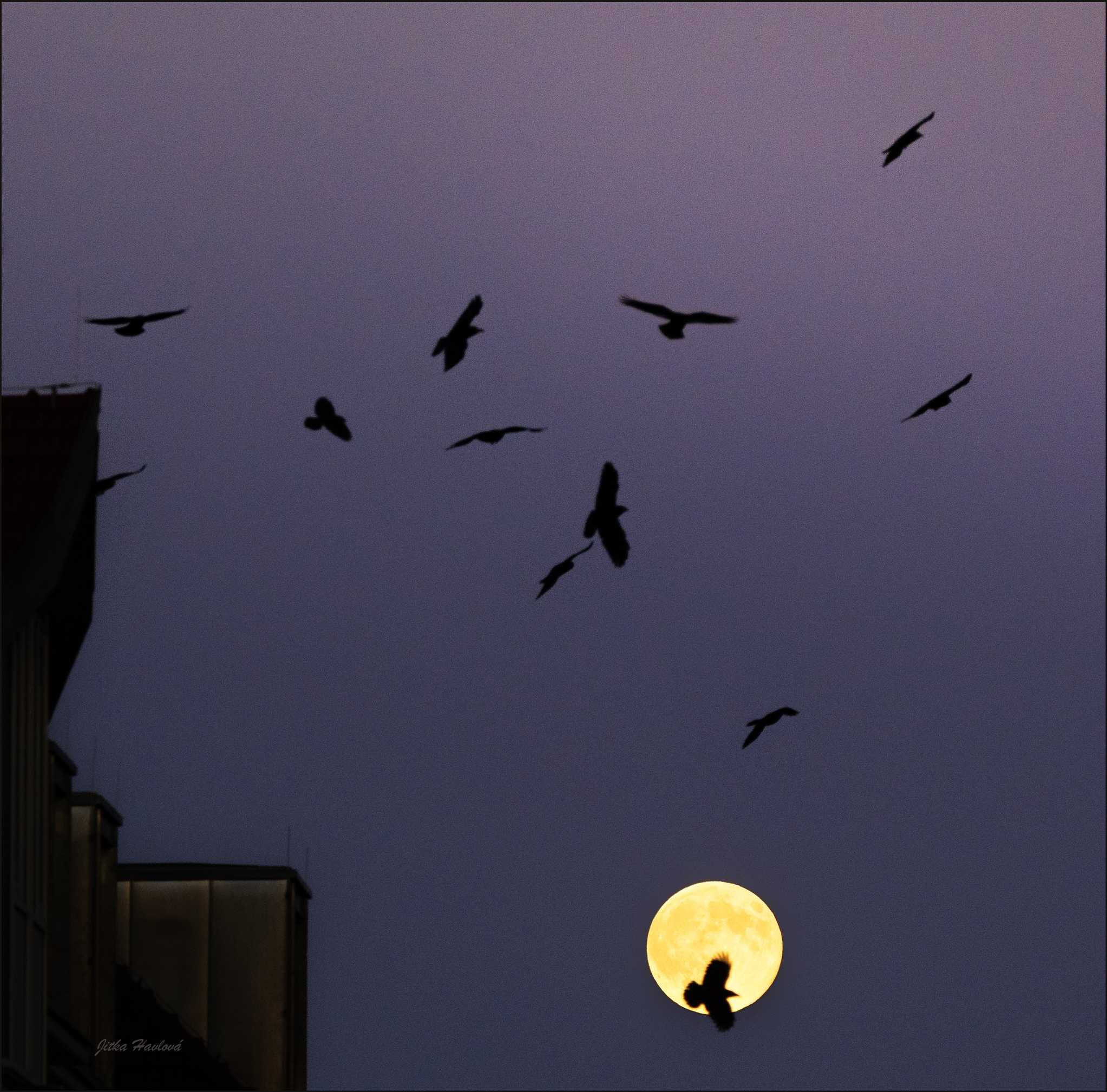 Havrani s úplňkem - Foto Jitka Havlová 1125 (3)