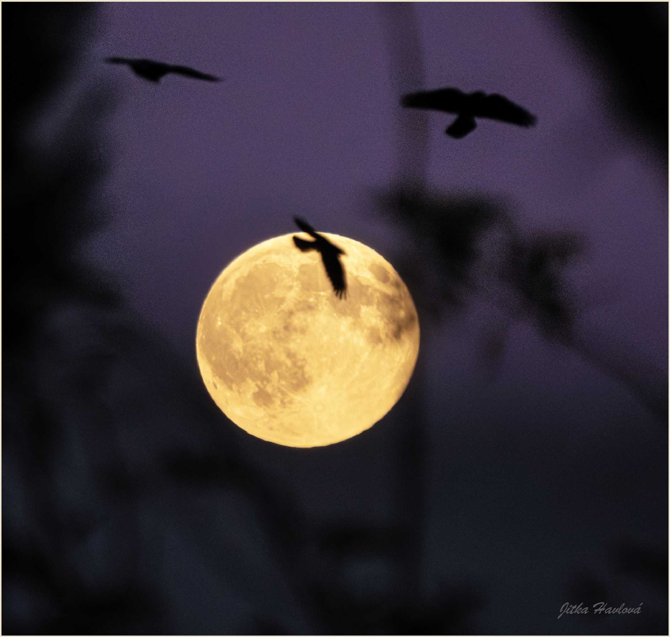 Havrani s úplňkem - Foto Jitka Havlová 1125 (4)
