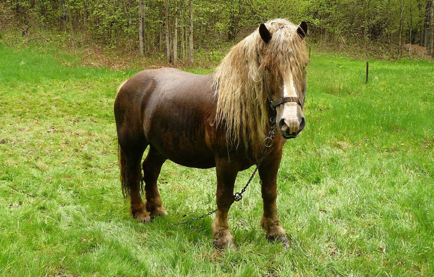 Na farmě - Foto Pavel Stančík 1225 (1)