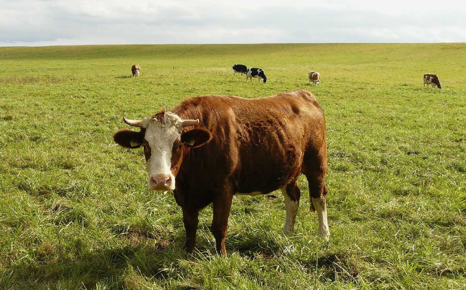 Na farmě - Foto Pavel Stančík 1225 (4)